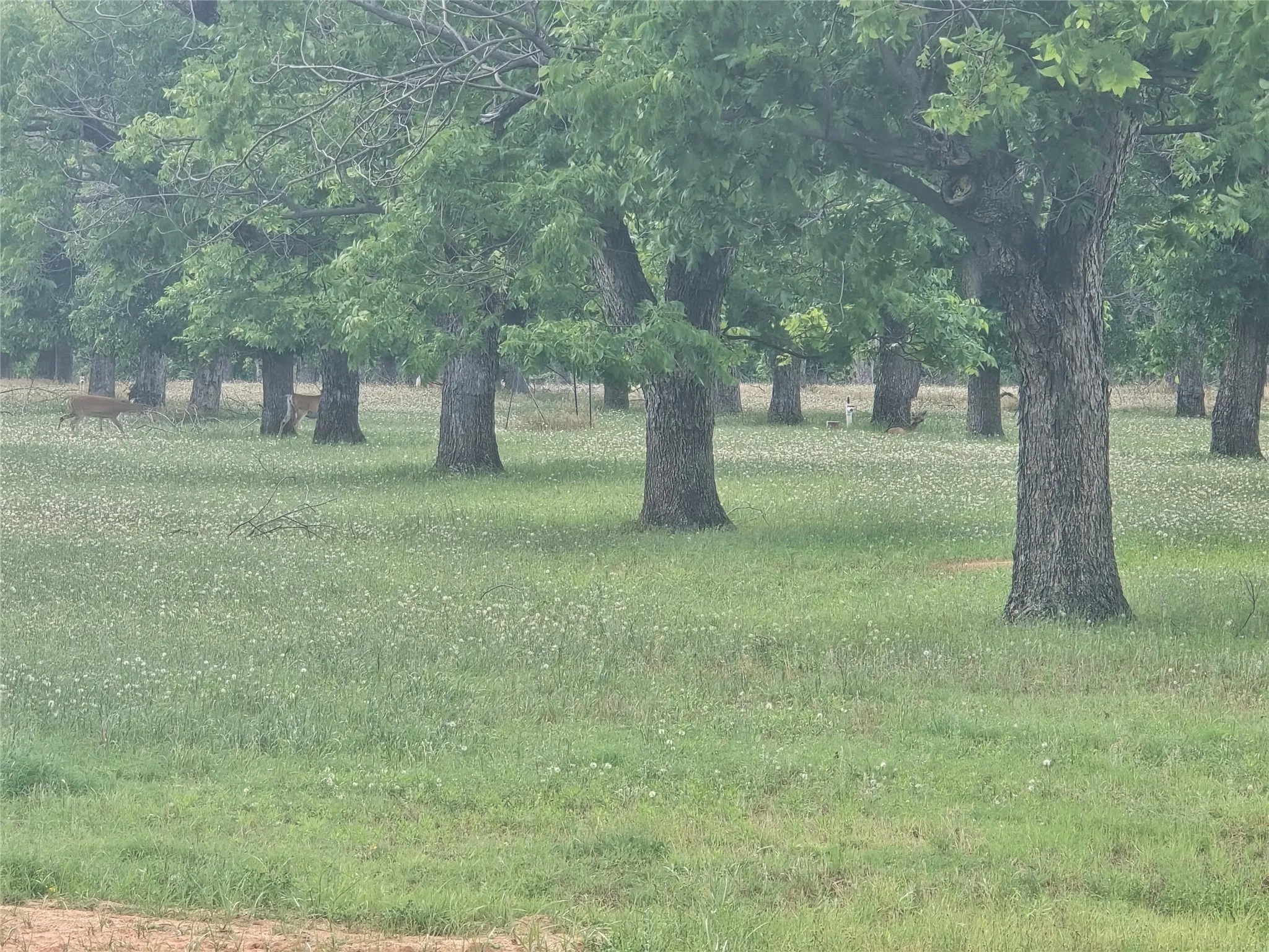 Improved Land For Sale in Hood County , 8317 W Landings Road, Granbury, Texas 76049, 0, 0, Garage spaces, 0 Sqft, built in 0, mls#21281223, Real Estate Agent in Granbury, Homes For Sale in Hood county, Homes For Sale in Granbury, Realtor in Granbury Texas, Real Estate Brokerage Independent Realty Texas, Luminita Cordes Realtor