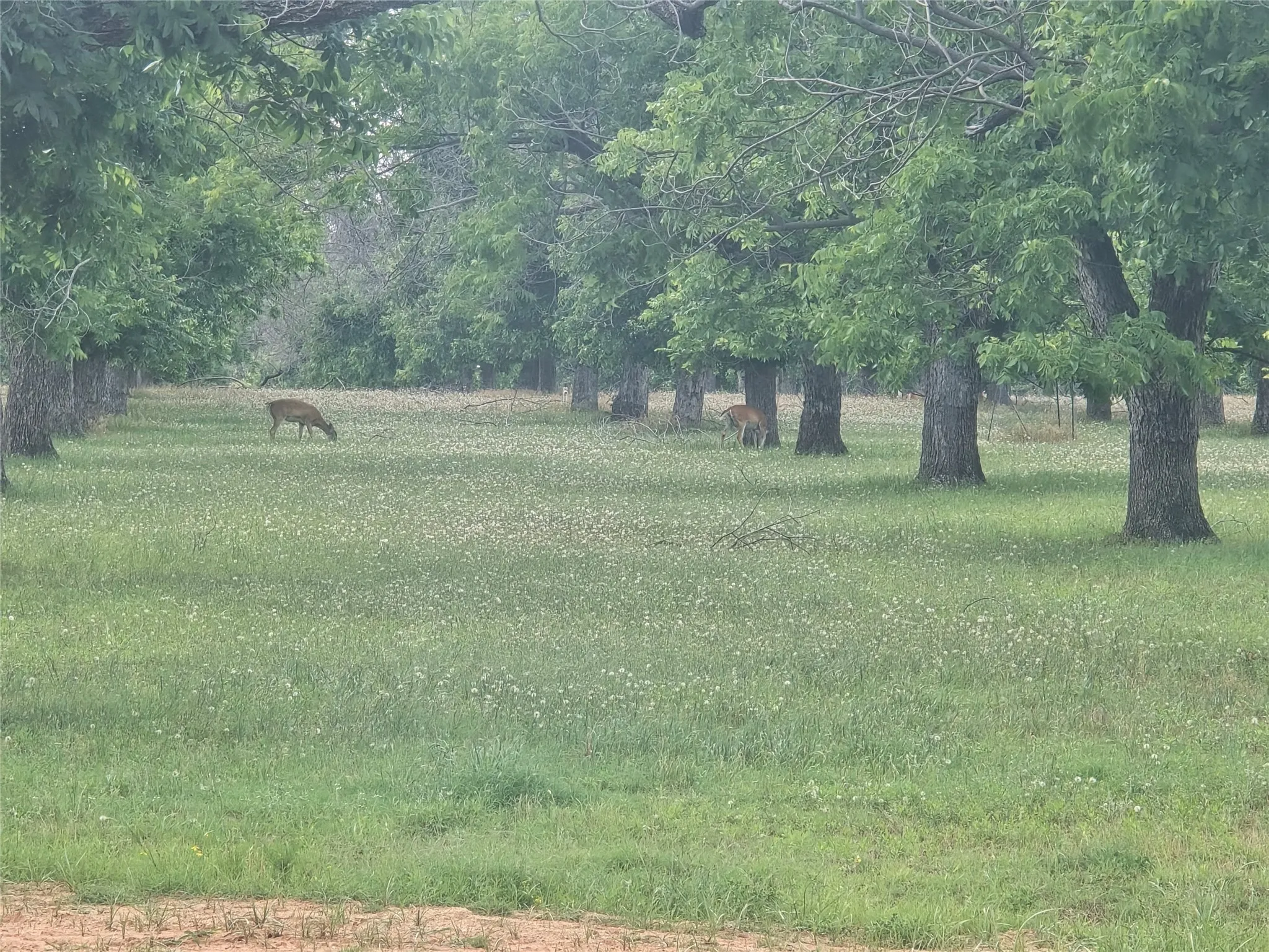 Improved Land For Sale in Hood County , 8317 W Landings Road, Granbury, Texas 76049, 0, 0, Garage spaces, 0 Sqft, built in 0, mls#21281223, Real Estate Agent in Granbury, Homes For Sale in Hood county, Homes For Sale in Granbury, Realtor in Granbury Texas, Real Estate Brokerage Independent Realty Texas, Luminita Cordes Realtor