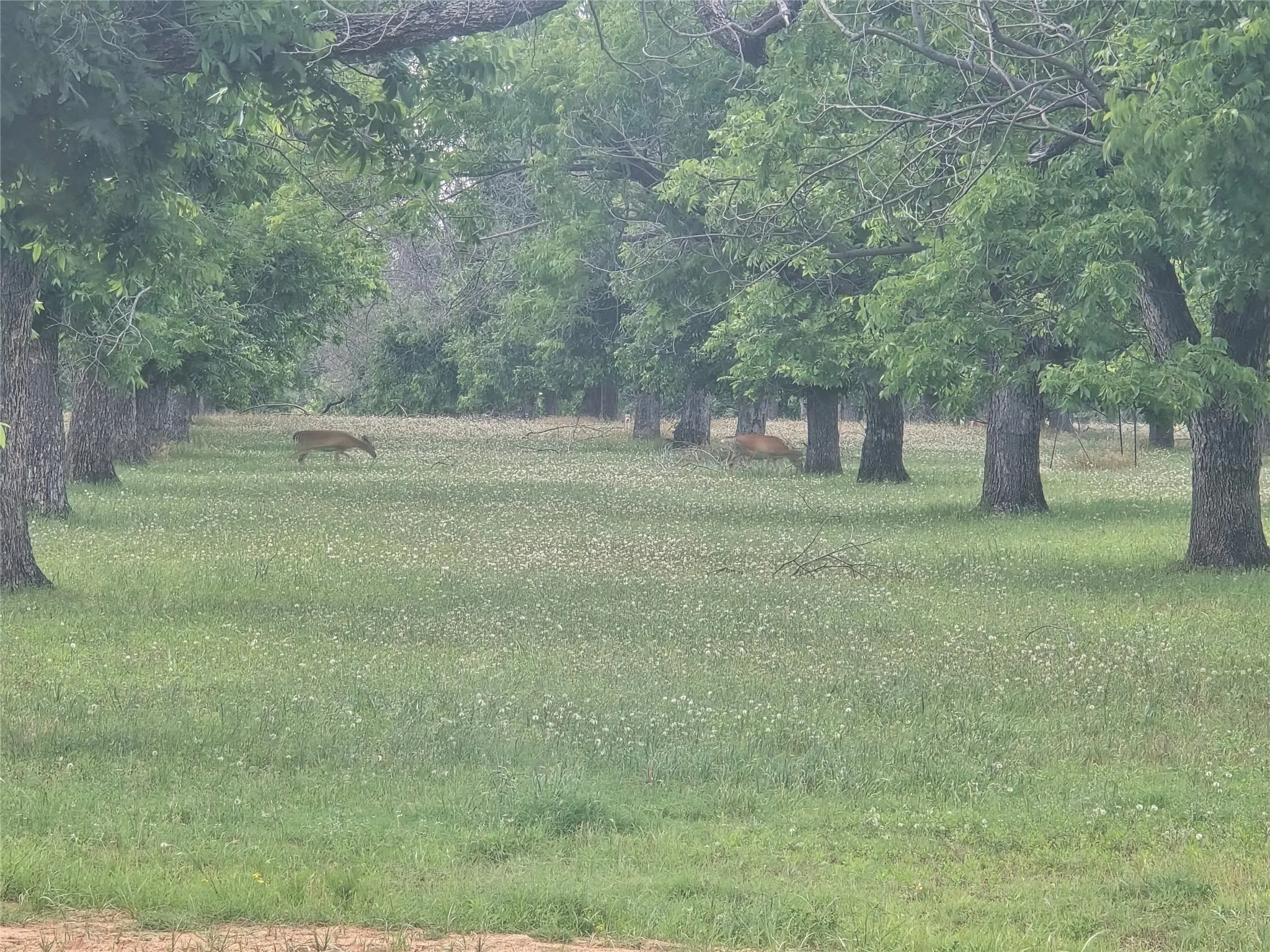 Improved Land For Sale in Hood County , 8317 W Landings Road, Granbury, Texas 76049, 0, 0, Garage spaces, 0 Sqft, built in 0, mls#21281223, Real Estate Agent in Granbury, Homes For Sale in Hood county, Homes For Sale in Granbury, Realtor in Granbury Texas, Real Estate Brokerage Independent Realty Texas, Luminita Cordes Realtor