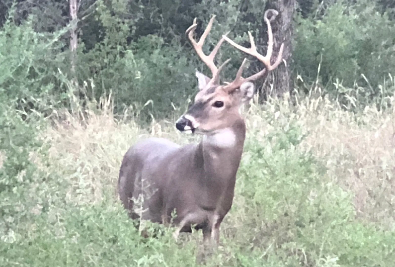 Unimproved Land For Sale in Burnet County , 525 Soda Creek Road, Spicewood, Texas 78669, 0, 0, Garage spaces, 0 Sqft, built in 0, Price $895,000, mls#21268558, Real Estate Agent in Spicewood, Homes For Sale in Burnet county, Homes For Sale in Spicewood, Realtor in Spicewood Texas, Real Estate Brokerage Independent Realty Texas, Luminita Cordes Realtor