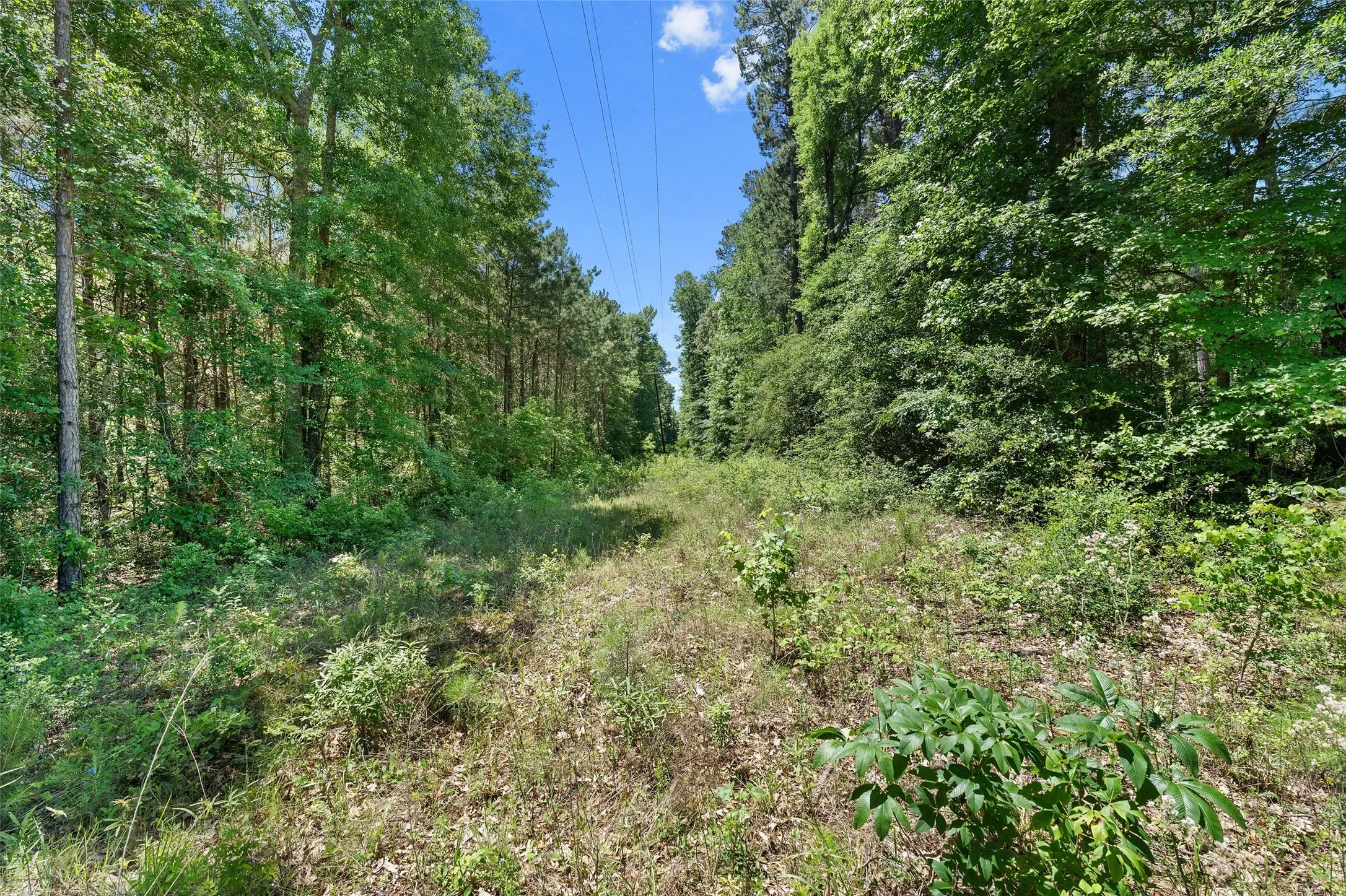 Unimproved Land For Sale in Panola County , TBD County Road 3361, De Berry, Texas 75639, 0, 0, Garage spaces, 0 Sqft, built in 0, Price $451,000, mls#21251784, Real Estate Agent in De Berry, Homes For Sale in Panola county, Homes For Sale in De Berry, Realtor in De Berry Texas, Real Estate Brokerage Independent Realty Texas, Luminita Cordes Realtor