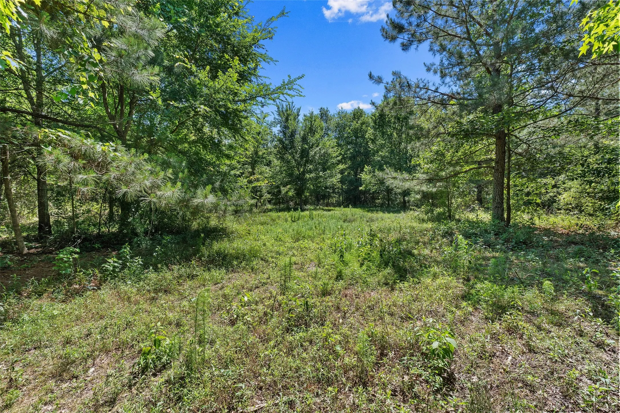 Unimproved Land For Sale in Panola County , TBD County Road 3361, De Berry, Texas 75639, 0, 0, Garage spaces, 0 Sqft, built in 0, Price $451,000, mls#21251784, Real Estate Agent in De Berry, Homes For Sale in Panola county, Homes For Sale in De Berry, Realtor in De Berry Texas, Real Estate Brokerage Independent Realty Texas, Luminita Cordes Realtor