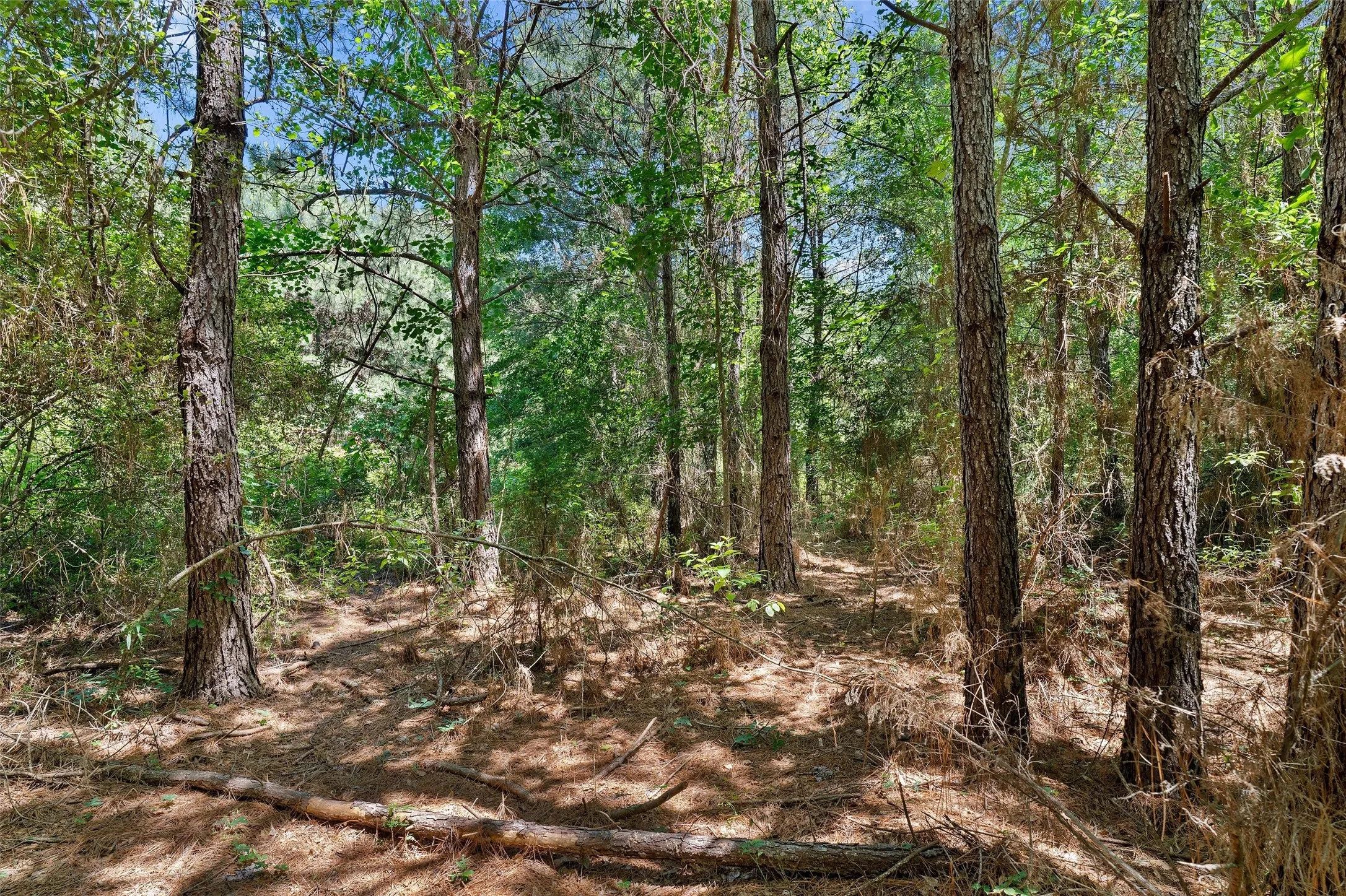 Unimproved Land For Sale in Panola County , TBD County Road 3361, De Berry, Texas 75639, 0, 0, Garage spaces, 0 Sqft, built in 0, Price $451,000, mls#21251784, Real Estate Agent in De Berry, Homes For Sale in Panola county, Homes For Sale in De Berry, Realtor in De Berry Texas, Real Estate Brokerage Independent Realty Texas, Luminita Cordes Realtor