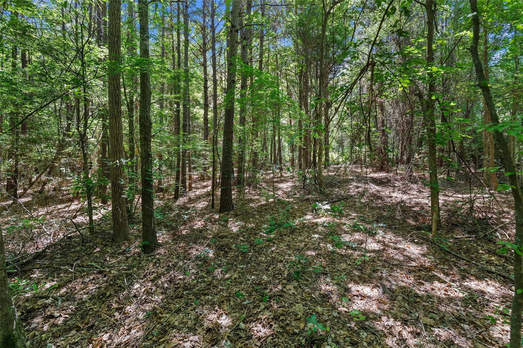 Unimproved Land For Sale in Panola County , TBD County Road 3361, De Berry, Texas 75639, 0, 0, Garage spaces, 0 Sqft, built in 0, Price $451,000, mls#21251784, Real Estate Agent in De Berry, Homes For Sale in Panola county, Homes For Sale in De Berry, Realtor in De Berry Texas, Real Estate Brokerage Independent Realty Texas, Luminita Cordes Realtor