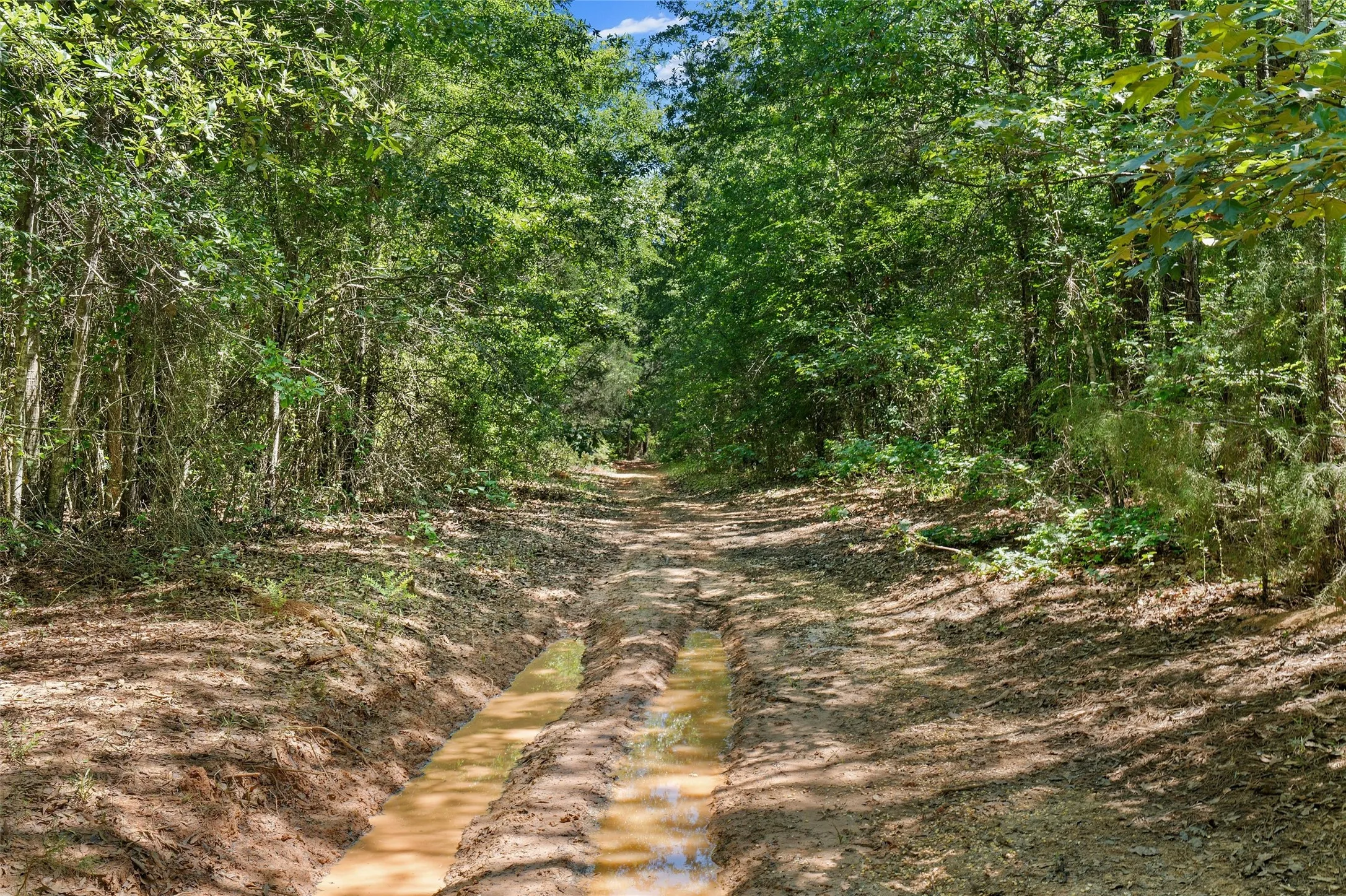Unimproved Land For Sale in Panola County , TBD County Road 3361, De Berry, Texas 75639, 0, 0, Garage spaces, 0 Sqft, built in 0, Price $451,000, mls#21251784, Real Estate Agent in De Berry, Homes For Sale in Panola county, Homes For Sale in De Berry, Realtor in De Berry Texas, Real Estate Brokerage Independent Realty Texas, Luminita Cordes Realtor
