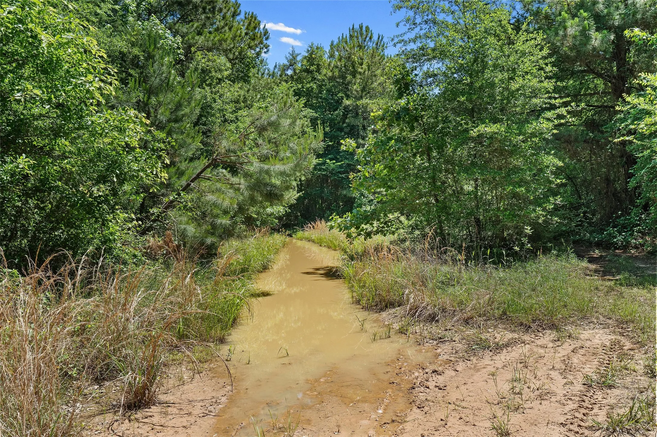 Unimproved Land For Sale in Panola County , TBD County Road 3361, De Berry, Texas 75639, 0, 0, Garage spaces, 0 Sqft, built in 0, Price $451,000, mls#21251784, Real Estate Agent in De Berry, Homes For Sale in Panola county, Homes For Sale in De Berry, Realtor in De Berry Texas, Real Estate Brokerage Independent Realty Texas, Luminita Cordes Realtor