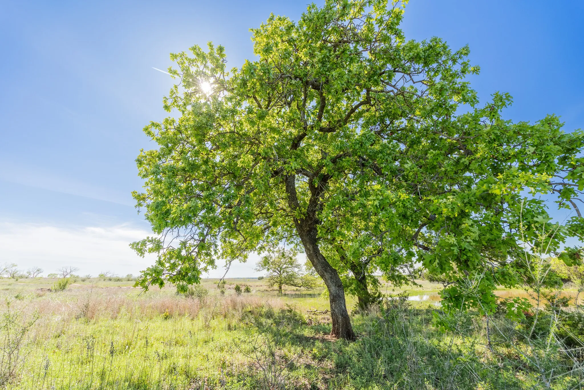 Ranch For Sale in Coleman County , 551 COUNTY ROAD 121, Coleman, Texas 76834, 0, 0, Garage spaces, 0 Sqft, built in 0, mls#21281748, Real Estate Agent in Coleman, Homes For Sale in Coleman county, Homes For Sale in Coleman, Realtor in Coleman Texas, Real Estate Brokerage Independent Realty Texas, Luminita Cordes Realtor