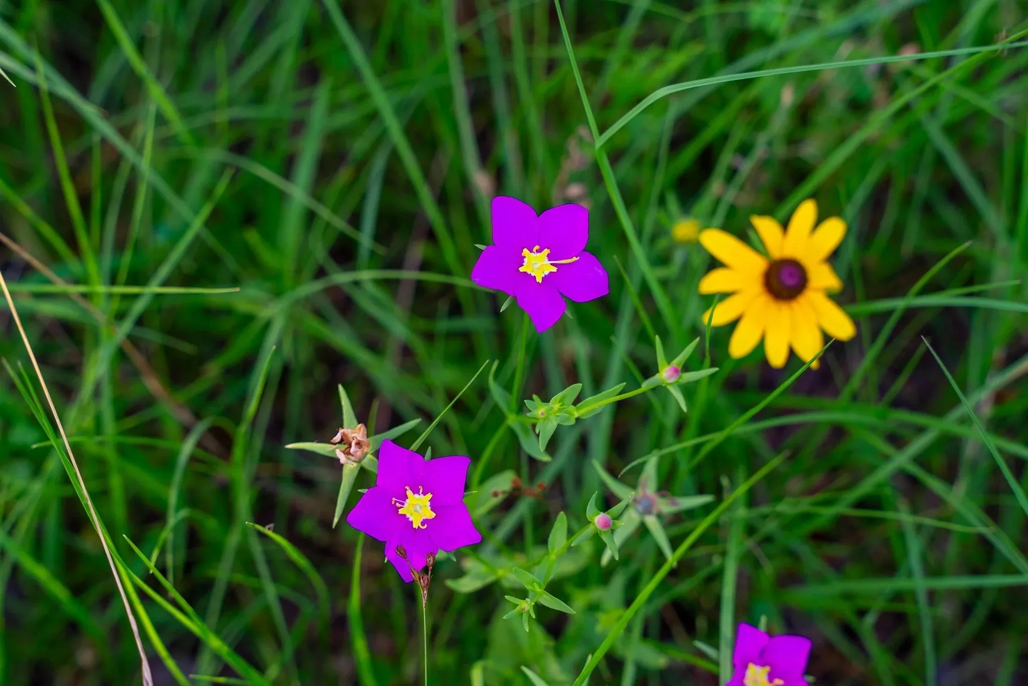 Unimproved Land For Sale in Madison (TX) County , na Malone, Midway, Texas 75852, 0, 0, Garage spaces, 0 Sqft, built in 0, Price $975,000, mls#21281089, Real Estate Agent in Midway, Homes For Sale in Madison (TX) county, Homes For Sale in Midway, Realtor in Midway Texas, Real Estate Brokerage Independent Realty Texas, Luminita Cordes Realtor