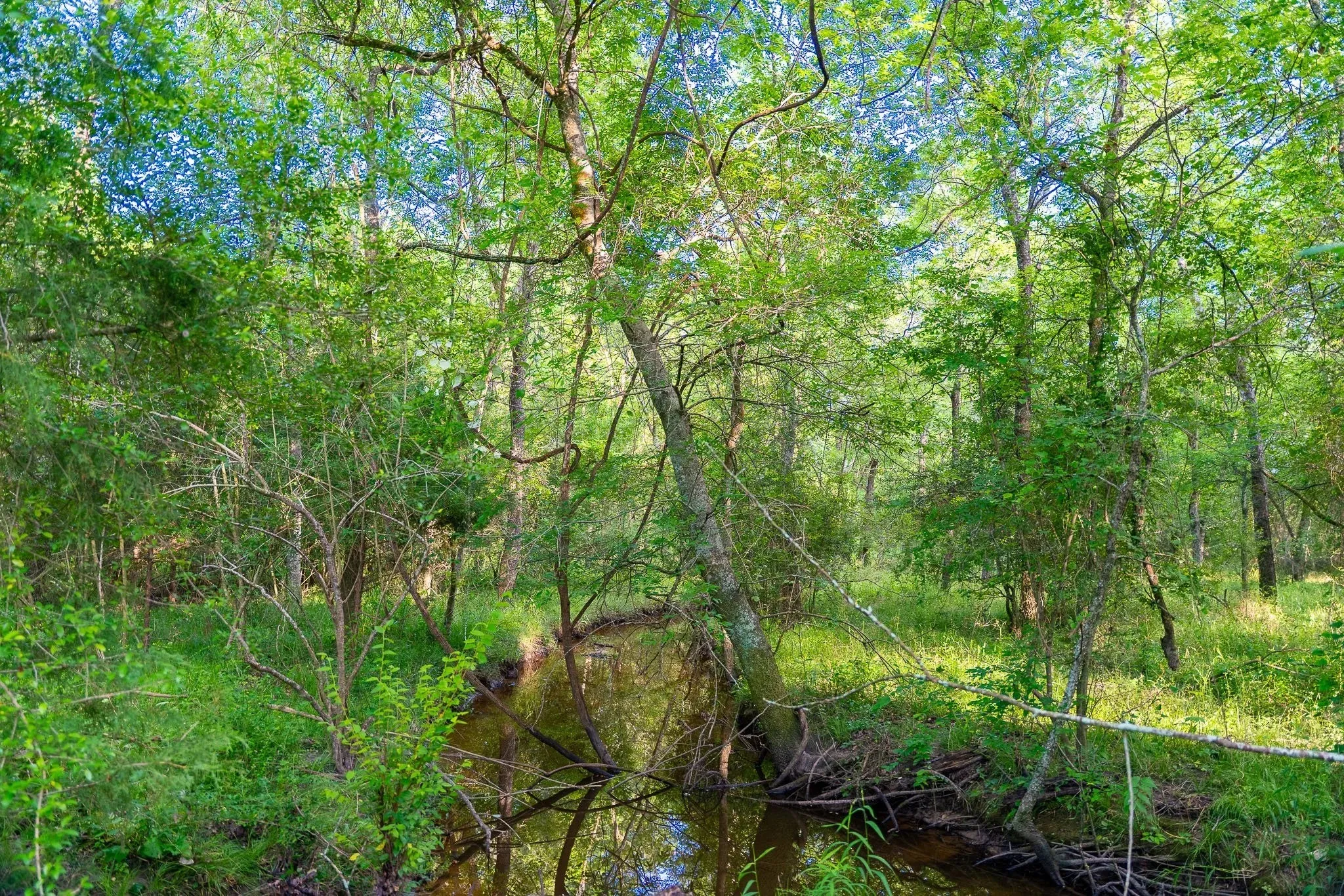 Unimproved Land For Sale in Madison (TX) County , na Malone, Midway, Texas 75852, 0, 0, Garage spaces, 0 Sqft, built in 0, Price $975,000, mls#21281089, Real Estate Agent in Midway, Homes For Sale in Madison (TX) county, Homes For Sale in Midway, Realtor in Midway Texas, Real Estate Brokerage Independent Realty Texas, Luminita Cordes Realtor