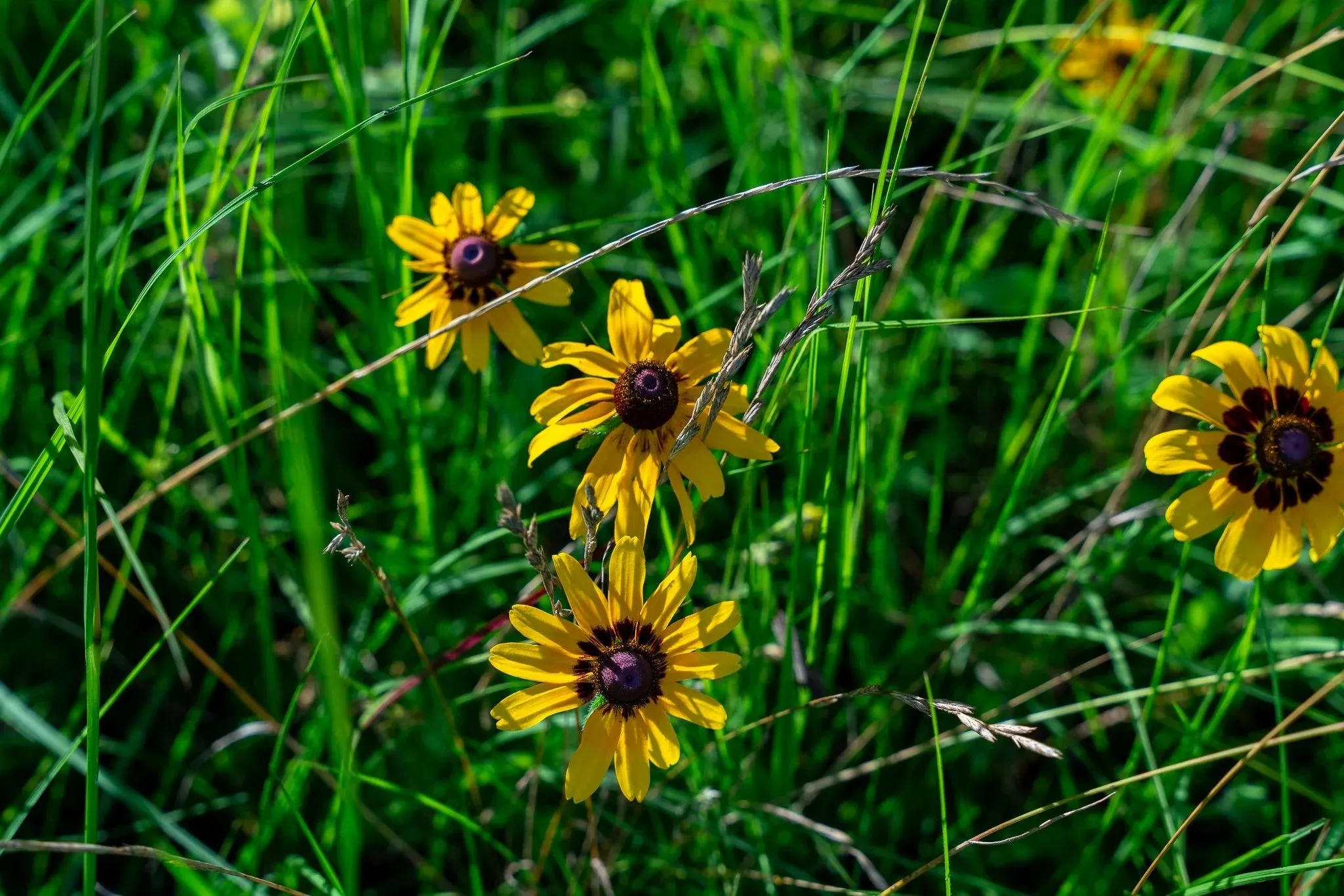 Unimproved Land For Sale in Madison (TX) County , na Malone, Midway, Texas 75852, 0, 0, Garage spaces, 0 Sqft, built in 0, Price $975,000, mls#21281089, Real Estate Agent in Midway, Homes For Sale in Madison (TX) county, Homes For Sale in Midway, Realtor in Midway Texas, Real Estate Brokerage Independent Realty Texas, Luminita Cordes Realtor