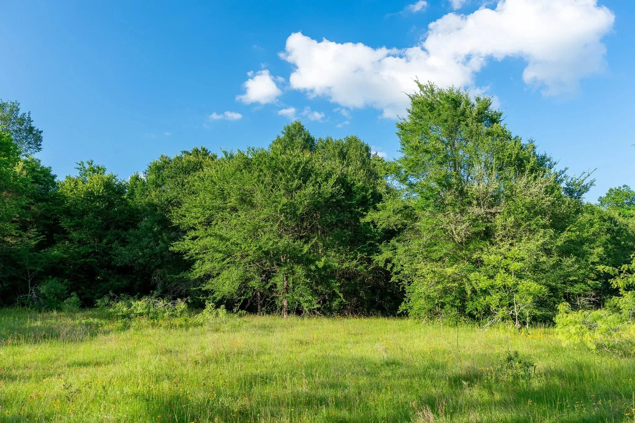 Unimproved Land For Sale in Madison (TX) County , na Malone, Midway, Texas 75852, 0, 0, Garage spaces, 0 Sqft, built in 0, Price $975,000, mls#21281089, Real Estate Agent in Midway, Homes For Sale in Madison (TX) county, Homes For Sale in Midway, Realtor in Midway Texas, Real Estate Brokerage Independent Realty Texas, Luminita Cordes Realtor