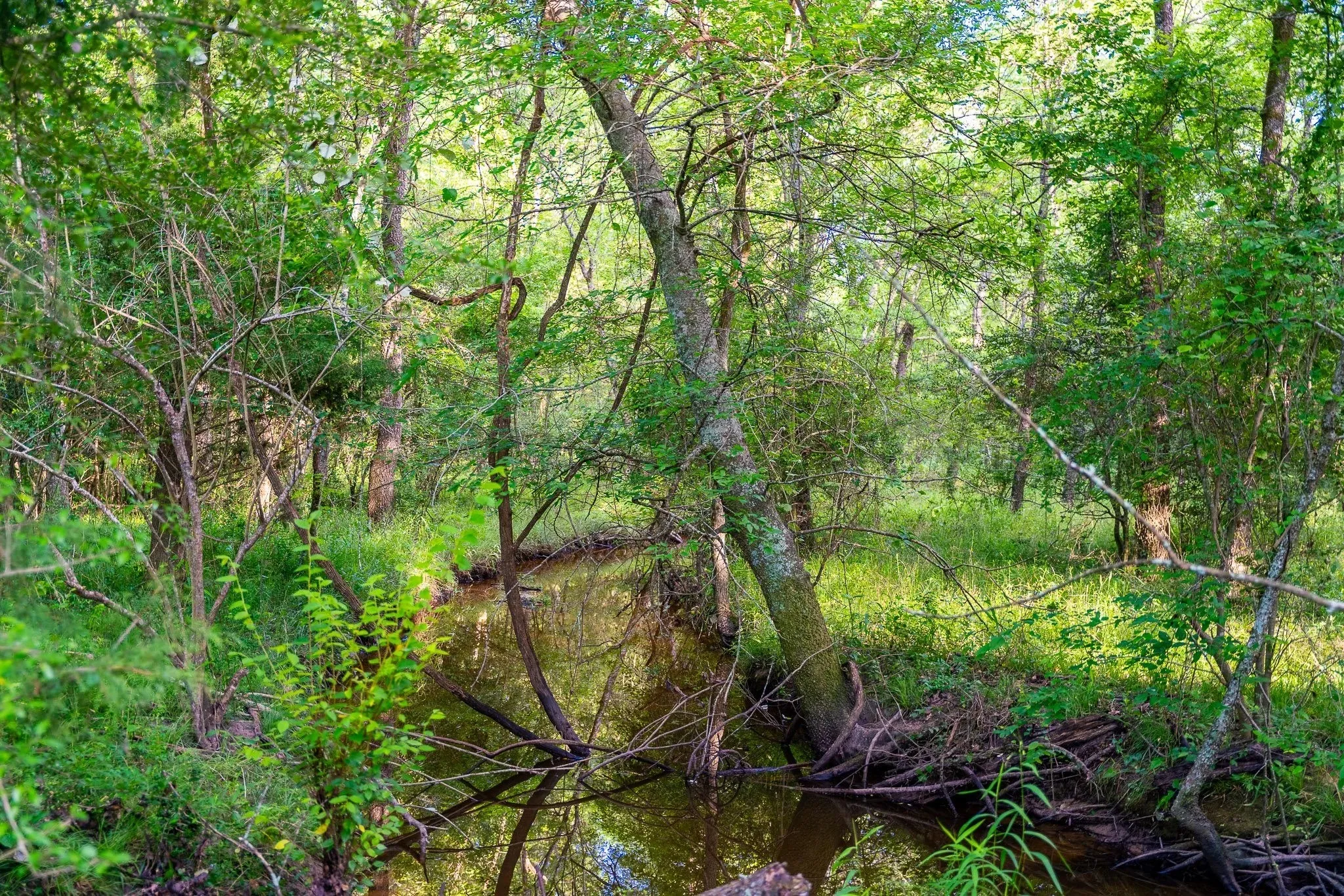 Unimproved Land For Sale in Madison (TX) County , na Malone, Midway, Texas 75852, 0, 0, Garage spaces, 0 Sqft, built in 0, Price $975,000, mls#21281089, Real Estate Agent in Midway, Homes For Sale in Madison (TX) county, Homes For Sale in Midway, Realtor in Midway Texas, Real Estate Brokerage Independent Realty Texas, Luminita Cordes Realtor