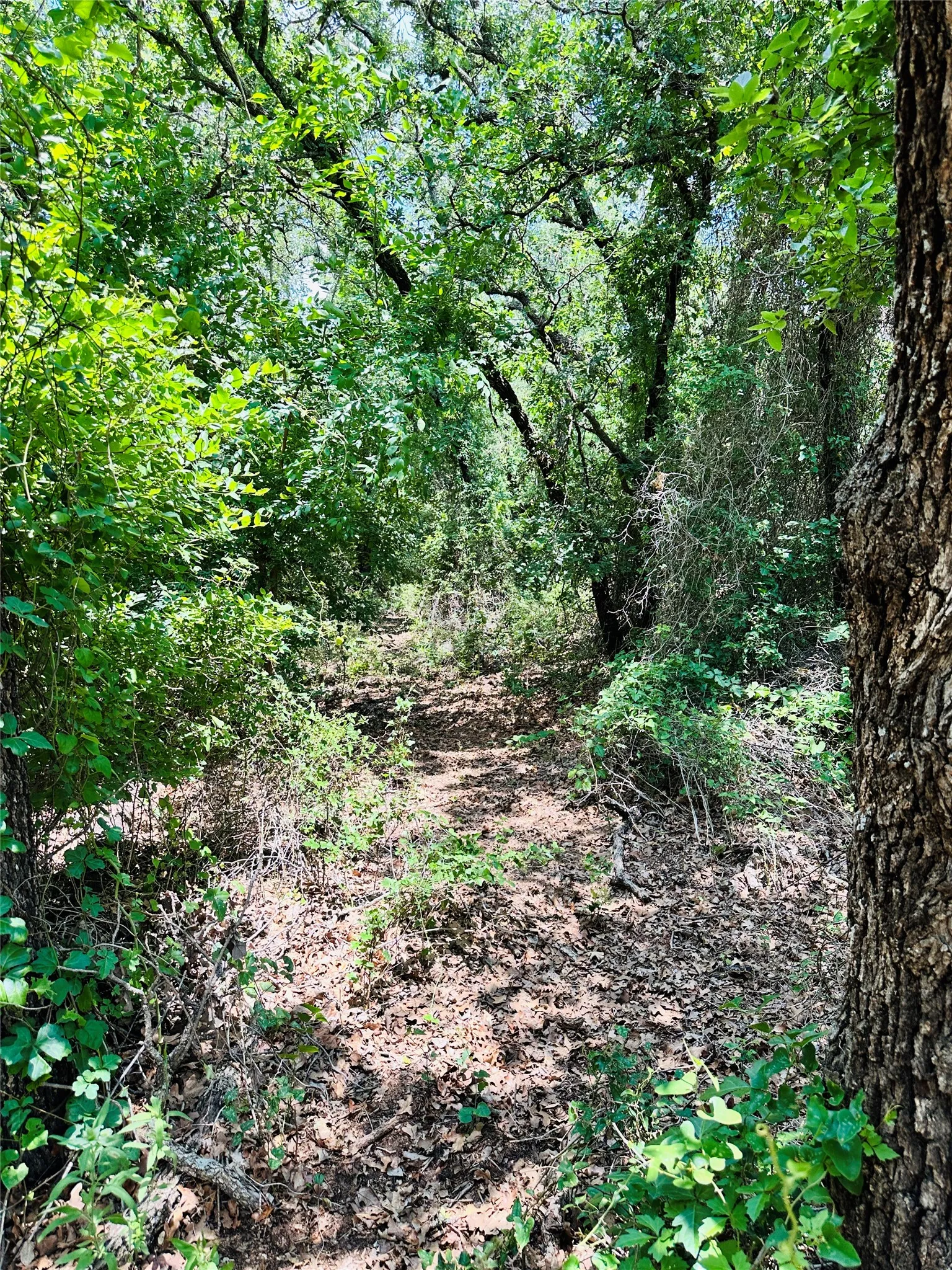 Mobile Home For Sale in Callahan County , 12264 County Road 404, Cross Plains, Texas 76443, 4 Bedroom, 2 Bathroom, Garage spaces, 1,904 Sqft, built in 1997, mls#21280107, Real Estate Agent in Cross Plains, Homes For Sale in Callahan county, Homes For Sale in Cross Plains, Realtor in Cross Plains Texas, Real Estate Brokerage Independent Realty Texas, Luminita Cordes Realtor