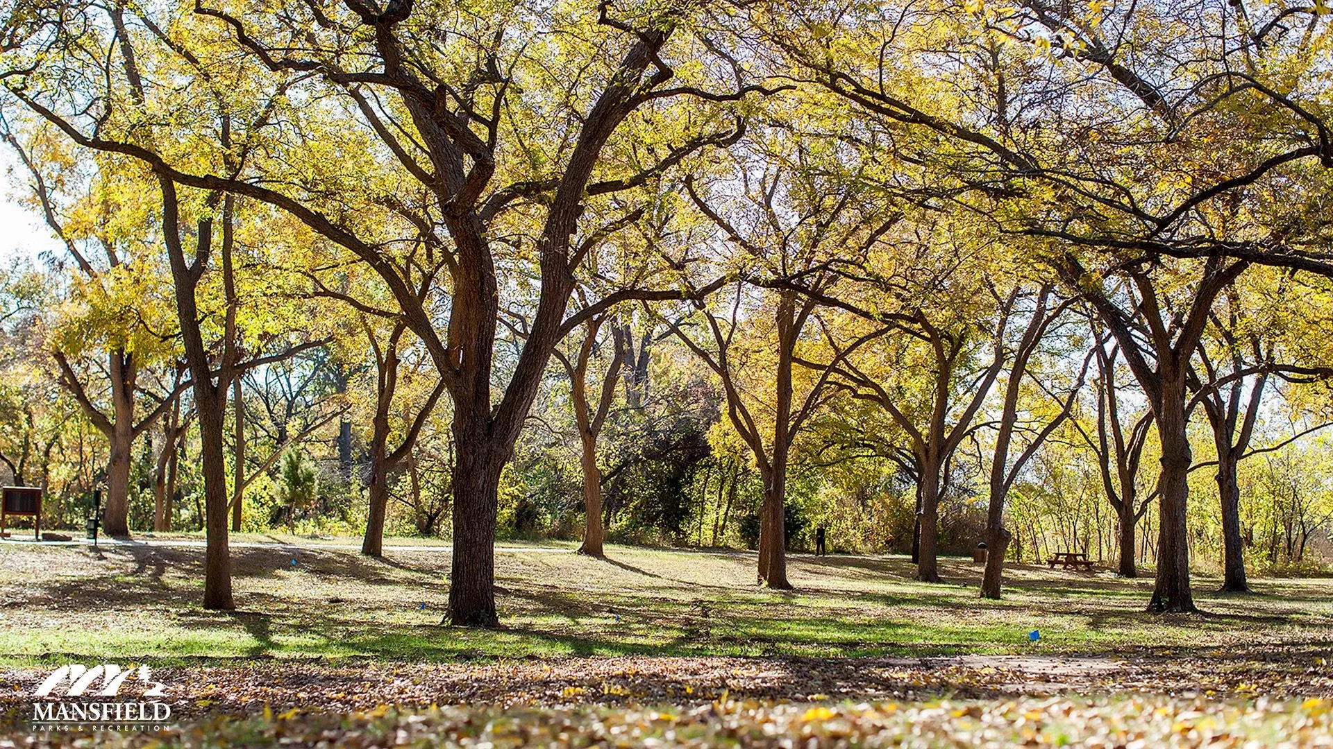 Expansive wooded area featuring mature trees with deciduous foliage, a clear grassy ground cover, and natural light