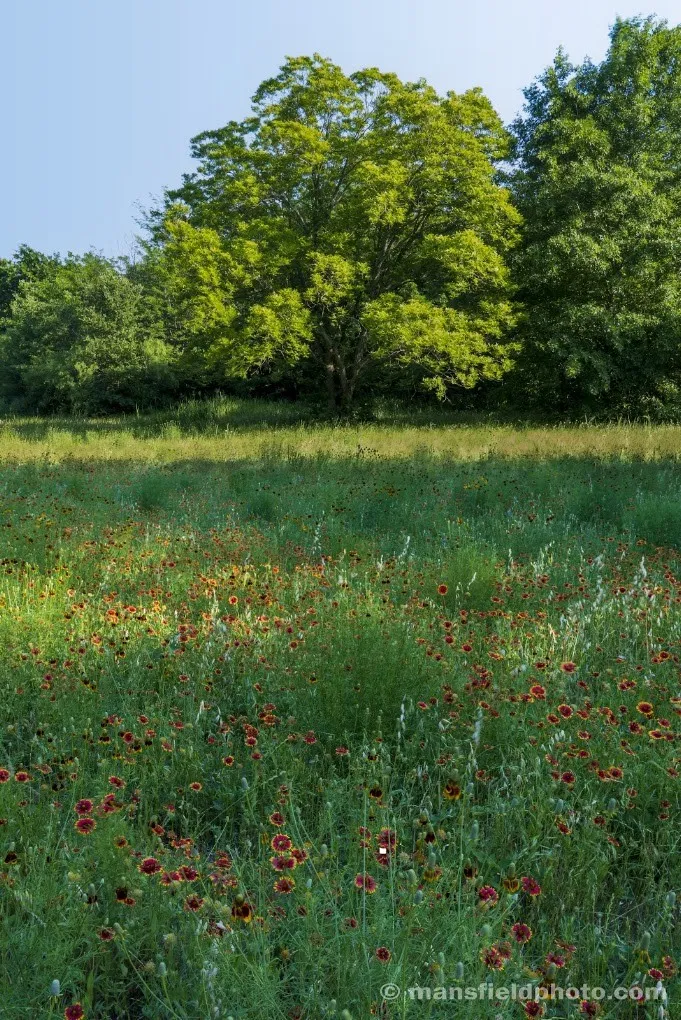 Expansive natural landscape featuring a field of wildflowers and mature trees