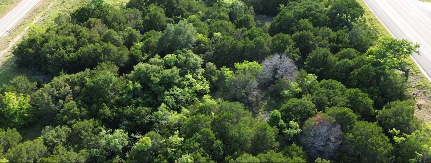 Expansive wooded acreage featuring dense tree coverage: Lot# 101