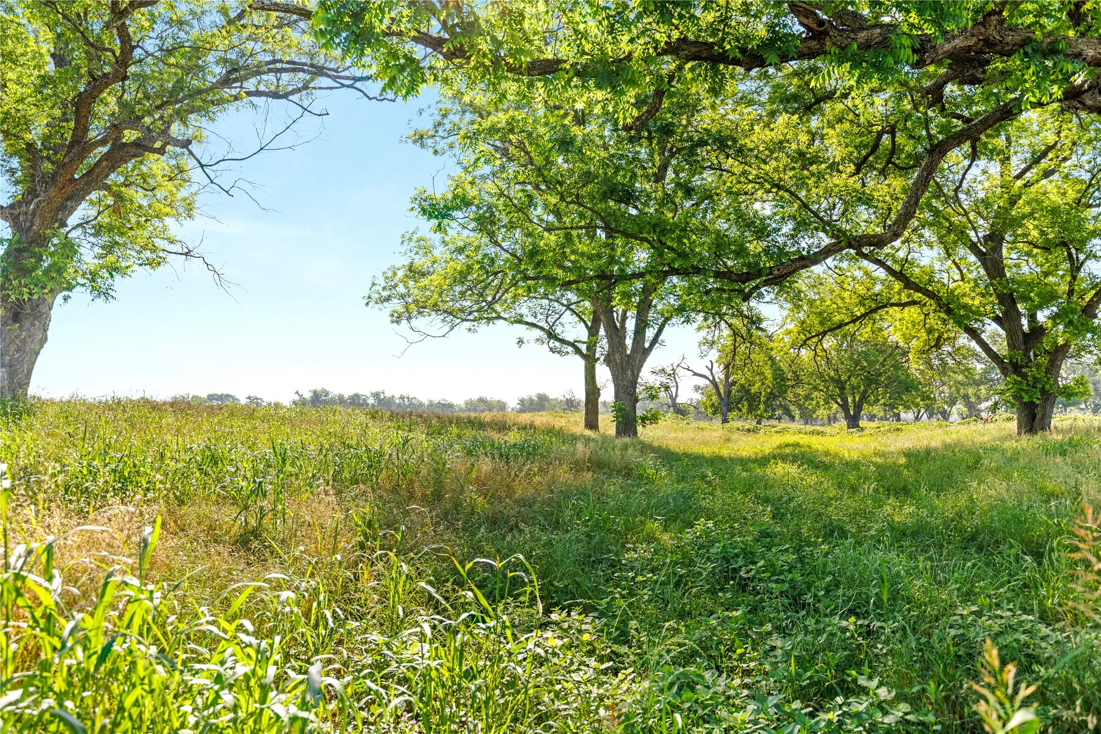 Retail For Sale in Bosque County , 32.07 ac. Riverfront TBD Hwy 6, Valley Mills, Texas 76689, 0, 0, Garage spaces, 0 Sqft, built in 0, Price $499,980, mls#21282549, Real Estate Agent in Valley Mills, Homes For Sale in Bosque county, Homes For Sale in Valley Mills, Realtor in Valley Mills Texas, Real Estate Brokerage Independent Realty Texas, Luminita Cordes Realtor