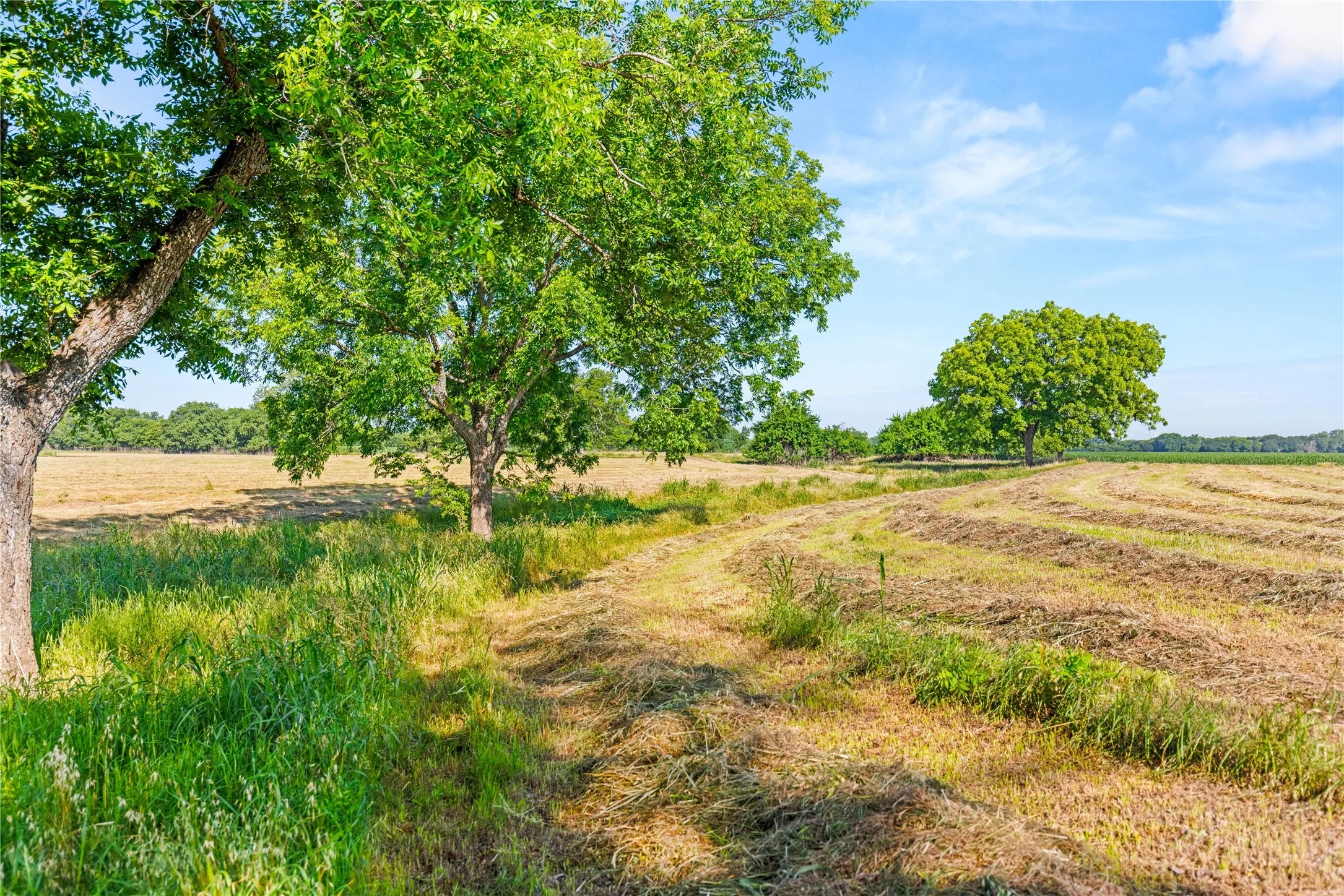 Retail For Sale in Bosque County , 32.07 ac. Riverfront TBD Hwy 6, Valley Mills, Texas 76689, 0, 0, Garage spaces, 0 Sqft, built in 0, Price $499,980, mls#21282549, Real Estate Agent in Valley Mills, Homes For Sale in Bosque county, Homes For Sale in Valley Mills, Realtor in Valley Mills Texas, Real Estate Brokerage Independent Realty Texas, Luminita Cordes Realtor