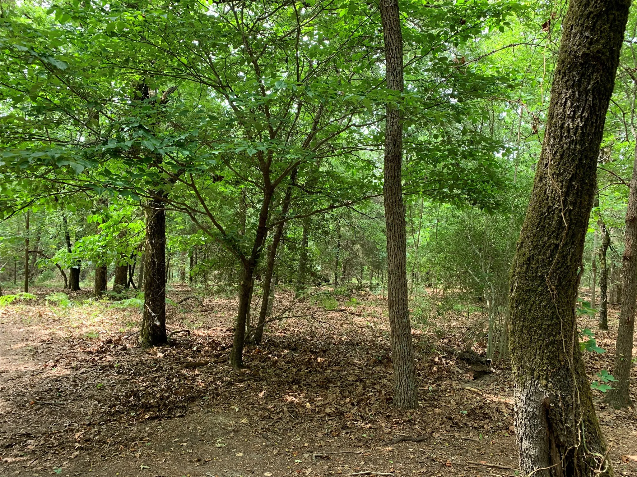 Unimproved Land For Sale in Henderson County , TBD County Road 3711, Athens, Texas 75752, 0, 0, Garage spaces, 0 Sqft, built in 0, mls#21282594, Real Estate Agent in Athens, Homes For Sale in Henderson county, Homes For Sale in Athens, Realtor in Athens Texas, Real Estate Brokerage Independent Realty Texas, Luminita Cordes Realtor