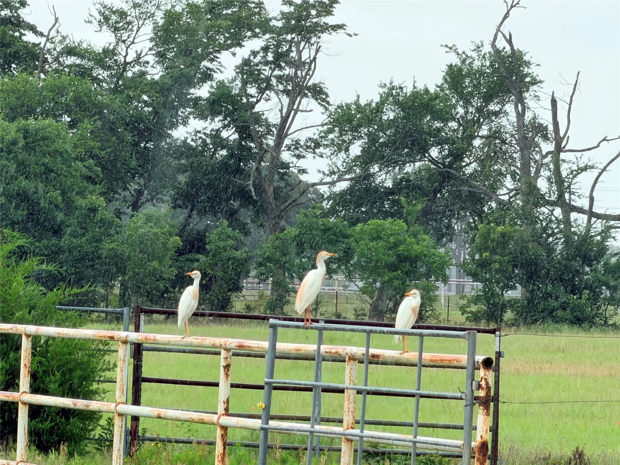 Unimproved Land For Sale in Denton County , 6832 Fm 2931, Aubrey, Texas 76227, 0, 0, Garage spaces, 0 Sqft, built in 1989, Price $10,500,000, mls#21282610, Real Estate Agent in Aubrey, Homes For Sale in Denton county, Homes For Sale in Aubrey, Realtor in Aubrey Texas, Real Estate Brokerage Independent Realty Texas, Luminita Cordes Realtor