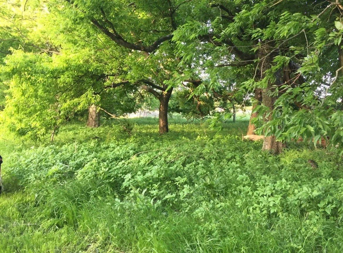Unimproved Land For Sale in Henderson County , 0 St Hwy 274, Tool, Texas 75143, 0, 0, Garage spaces, 0 Sqft, built in 0, Price $315,000, mls#21280731, Real Estate Agent in Tool, Homes For Sale in Henderson county, Homes For Sale in Tool, Realtor in Tool Texas, Real Estate Brokerage Independent Realty Texas, Luminita Cordes Realtor