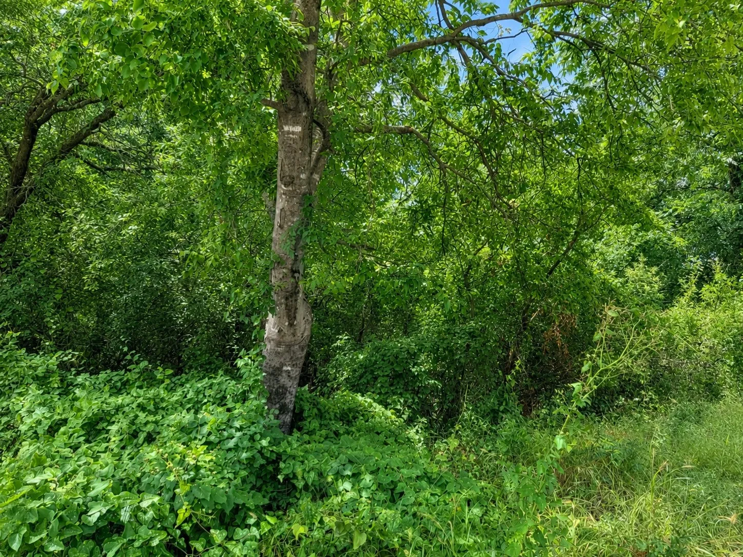 Natural landscape featuring mature trees and abundant foliage