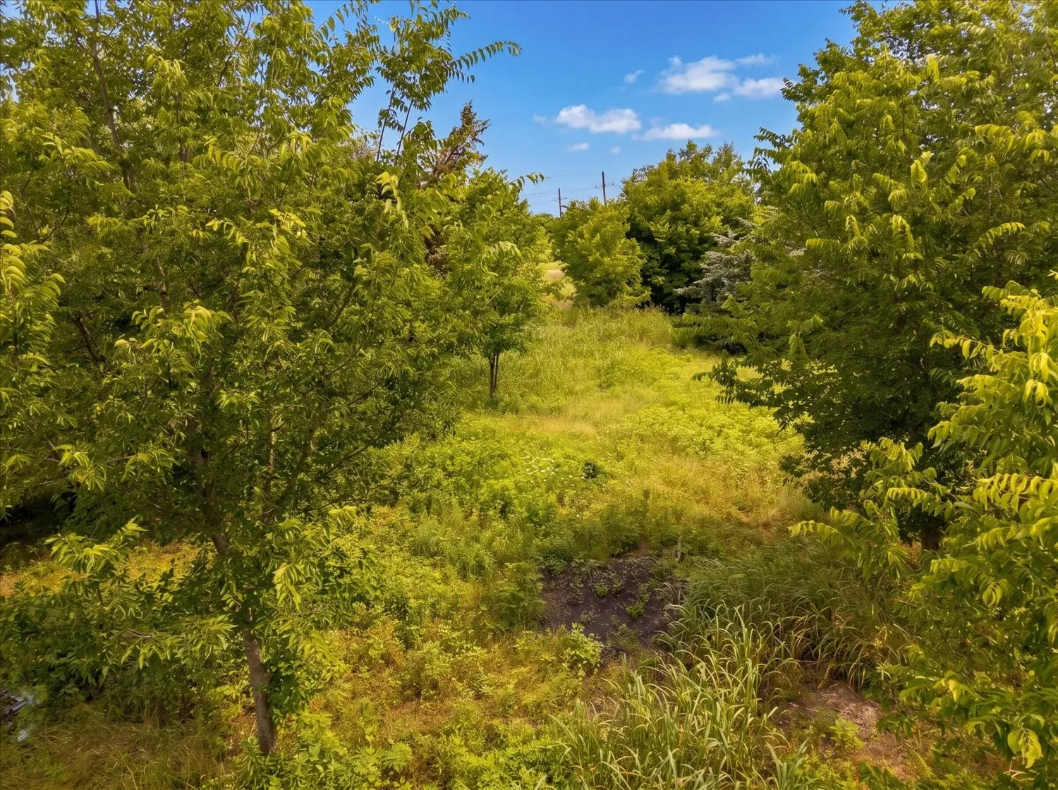 Unimproved Land For Sale in Hunt County , TBD County Road 1119, Greenville, Texas 75401, 0, 0, Garage spaces, 0 Sqft, built in 0, mls#21282895, Real Estate Agent in Greenville, Homes For Sale in Hunt county, Homes For Sale in Greenville, Realtor in Greenville Texas, Real Estate Brokerage Independent Realty Texas, Luminita Cordes Realtor