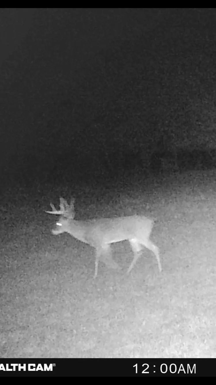 Unimproved Land For Sale in Fannin County , TBD CR 3735, Wolfe City, Texas 75496, 0, 0, Garage spaces, 0 Sqft, built in 0, Price $950,000, mls#21283470, Real Estate Agent in Wolfe City, Homes For Sale in Fannin county, Homes For Sale in Wolfe City, Realtor in Wolfe City Texas, Real Estate Brokerage Independent Realty Texas, Luminita Cordes Realtor