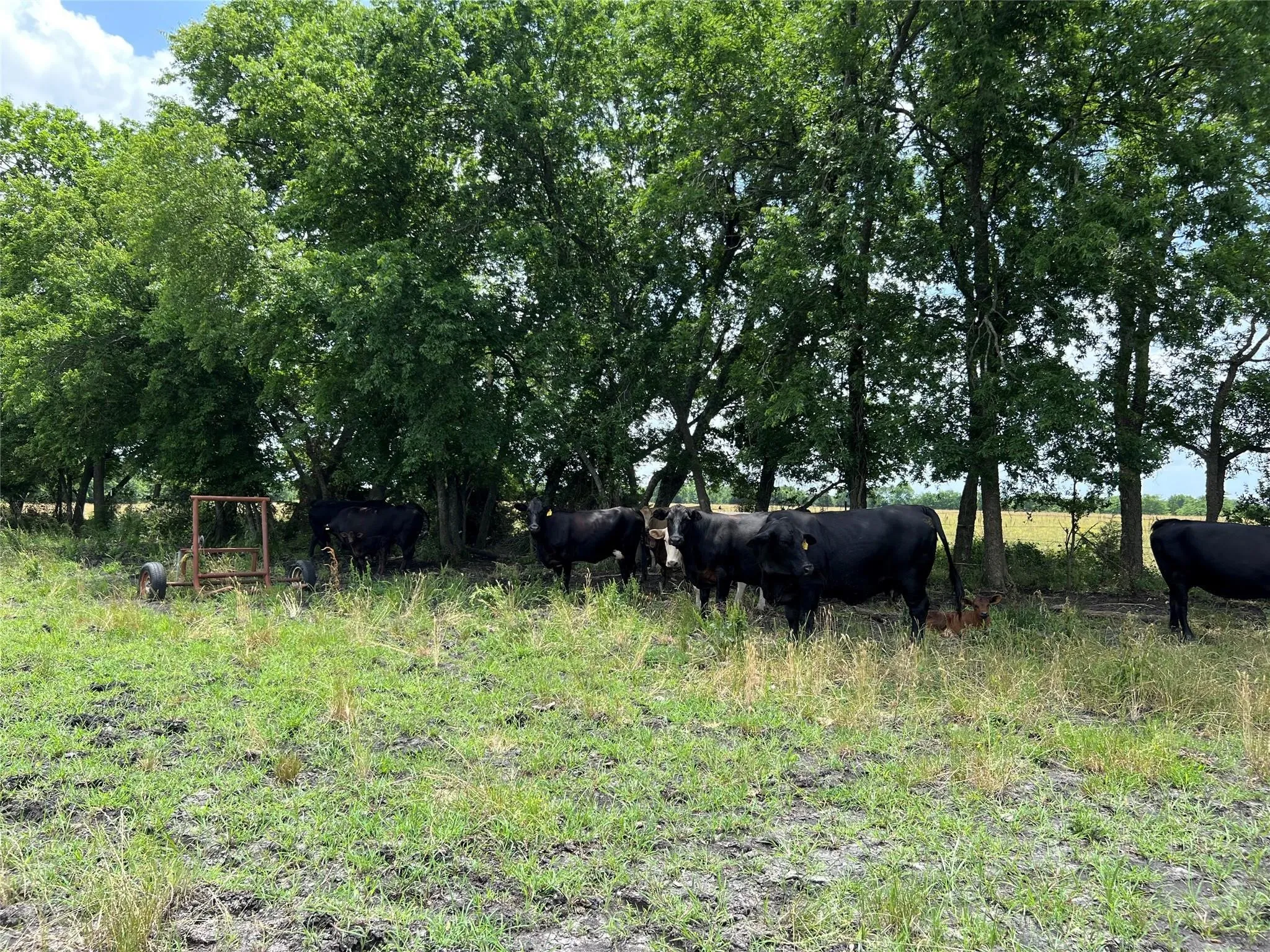 Unimproved Land For Sale in Fannin County , TBD CR 3735, Wolfe City, Texas 75496, 0, 0, Garage spaces, 0 Sqft, built in 0, Price $950,000, mls#21283470, Real Estate Agent in Wolfe City, Homes For Sale in Fannin county, Homes For Sale in Wolfe City, Realtor in Wolfe City Texas, Real Estate Brokerage Independent Realty Texas, Luminita Cordes Realtor