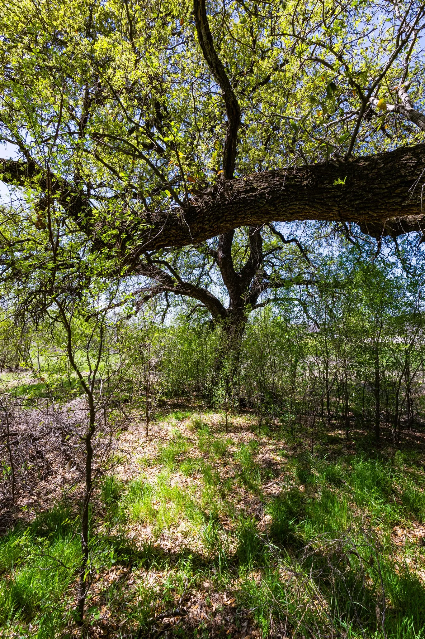 Unimproved Land For Sale in Palo Pinto County , Lot 446 Indigo Bush, Possum Kingdom Lake, Texas 76449, 0, 0, Garage spaces, 0 Sqft, built in 0, Price $50,000, mls#21283494, Real Estate Agent in Possum Kingdom Lake, Homes For Sale in Palo Pinto county, Homes For Sale in Possum Kingdom Lake, Realtor in Possum Kingdom Lake Texas, Real Estate Brokerage Independent Realty Texas, Luminita Cordes Realtor