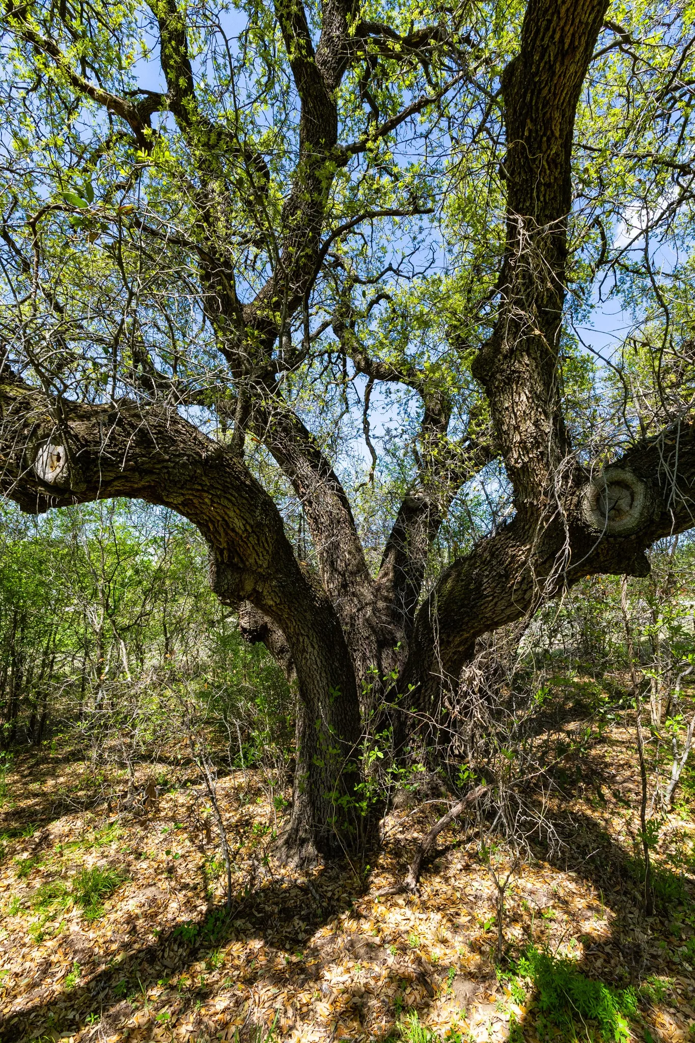 Unimproved Land For Sale in Palo Pinto County , Lot 446 Indigo Bush, Possum Kingdom Lake, Texas 76449, 0, 0, Garage spaces, 0 Sqft, built in 0, Price $50,000, mls#21283494, Real Estate Agent in Possum Kingdom Lake, Homes For Sale in Palo Pinto county, Homes For Sale in Possum Kingdom Lake, Realtor in Possum Kingdom Lake Texas, Real Estate Brokerage Independent Realty Texas, Luminita Cordes Realtor