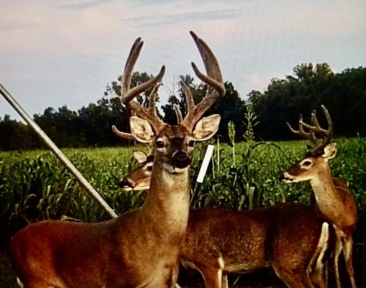 Ranch For Sale in Lamar County , 3893 Fm 906 E, Powderly, Texas 75473, 0, 0, Garage spaces, 0 Sqft, built in 1987, Price $3,580,000, mls#21252090, Real Estate Agent in Powderly, Homes For Sale in Lamar county, Homes For Sale in Powderly, Realtor in Powderly Texas, Real Estate Brokerage Independent Realty Texas, Luminita Cordes Realtor