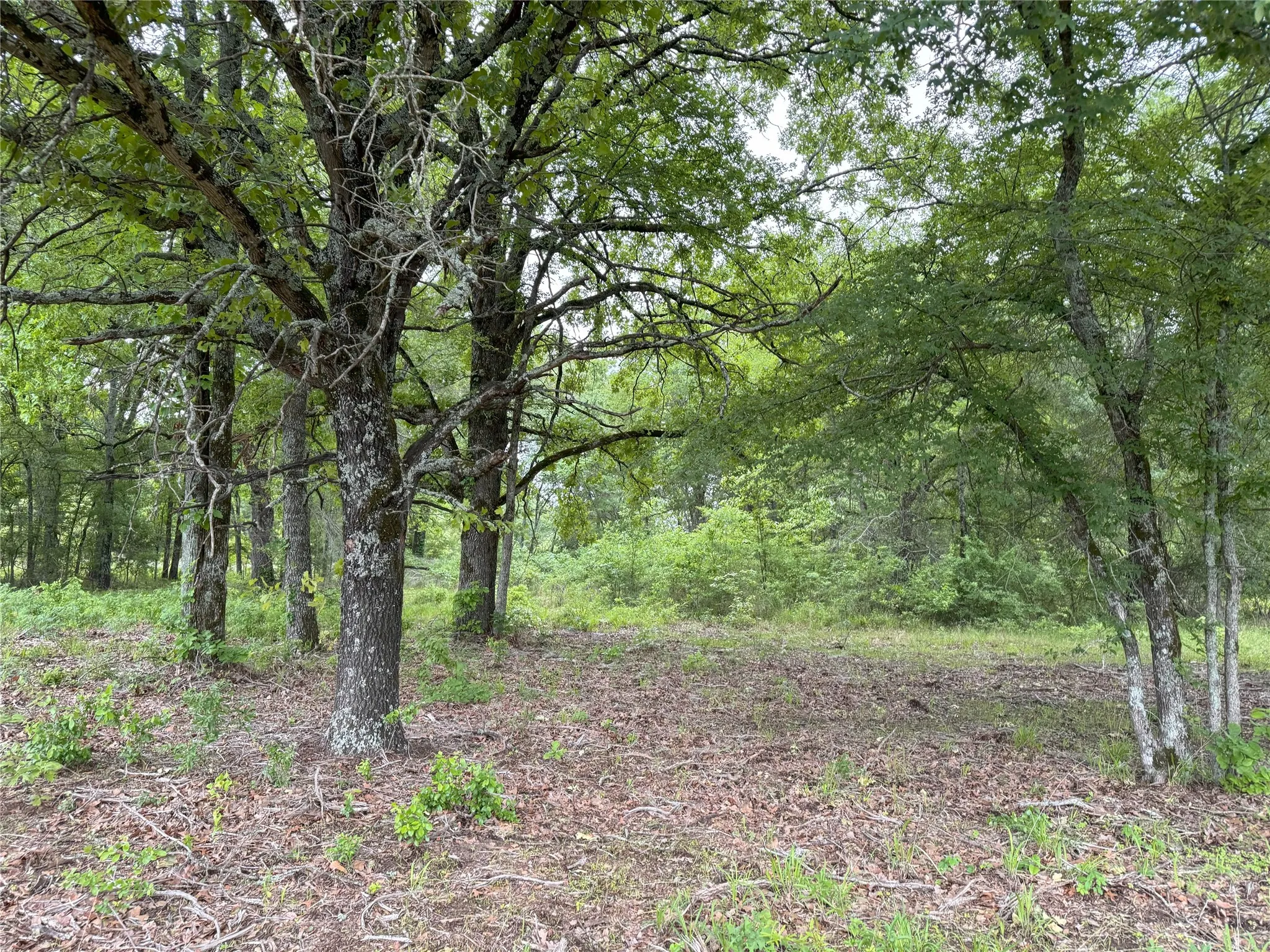 Unimproved Land For Sale in Rains County , LOT 25 Rains County Road 2610, Alba, Texas 75410, 0, 0, Garage spaces, 0 Sqft, built in 0, Price $135,000, mls#21284082, Real Estate Agent in Alba, Homes For Sale in Rains county, Homes For Sale in Alba, Realtor in Alba Texas, Real Estate Brokerage Independent Realty Texas, Luminita Cordes Realtor