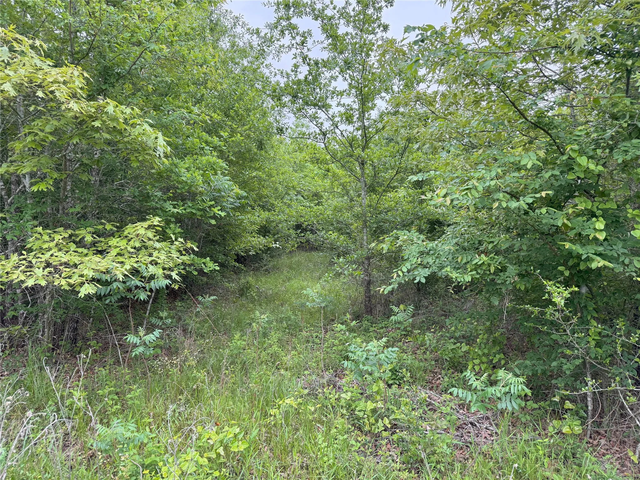 Unimproved Land For Sale in Rains County , LOT 25 Rains County Road 2610, Alba, Texas 75410, 0, 0, Garage spaces, 0 Sqft, built in 0, Price $135,000, mls#21284082, Real Estate Agent in Alba, Homes For Sale in Rains county, Homes For Sale in Alba, Realtor in Alba Texas, Real Estate Brokerage Independent Realty Texas, Luminita Cordes Realtor