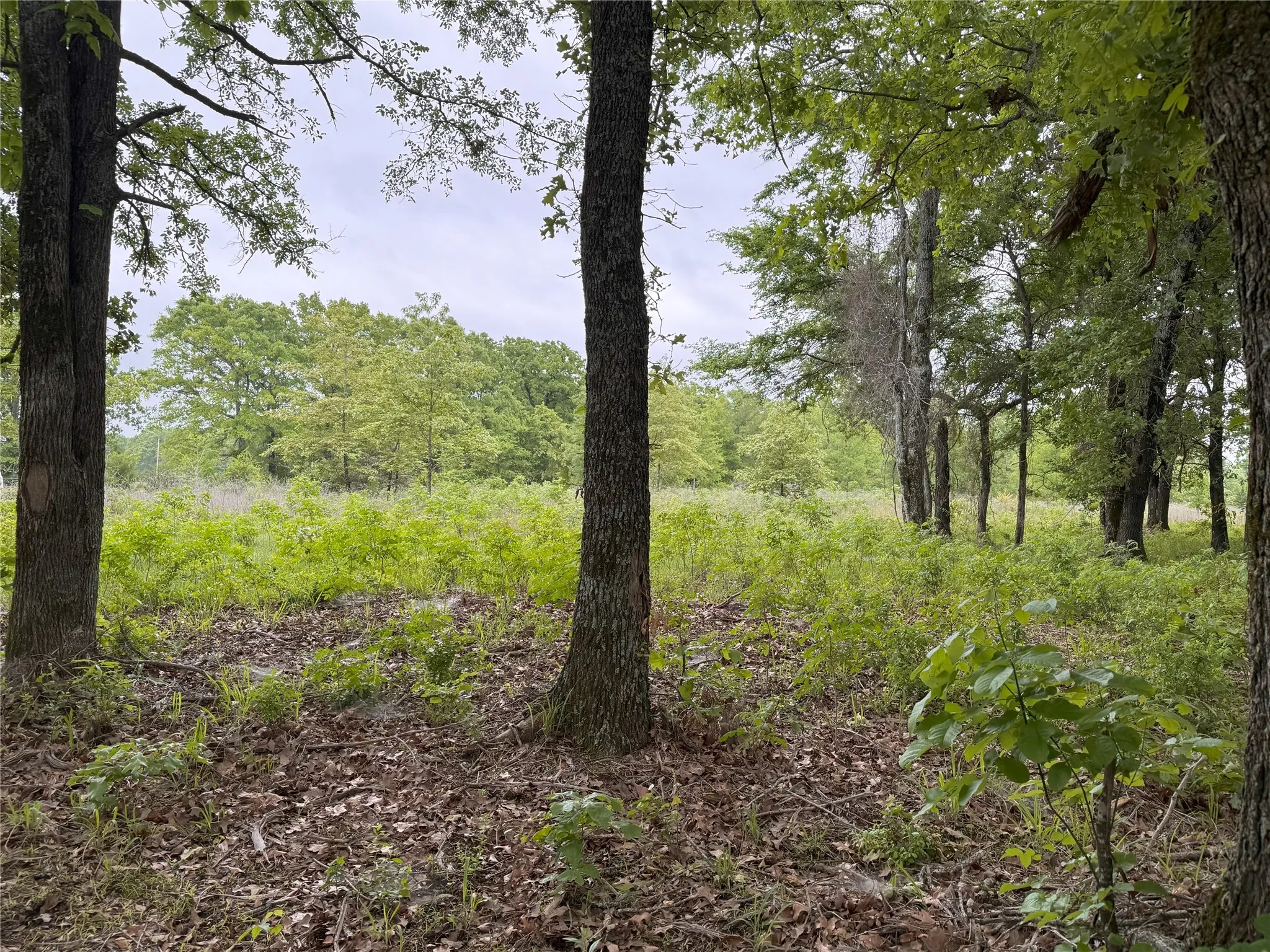 Unimproved Land For Sale in Rains County , LOT 25 Rains County Road 2610, Alba, Texas 75410, 0, 0, Garage spaces, 0 Sqft, built in 0, Price $135,000, mls#21284082, Real Estate Agent in Alba, Homes For Sale in Rains county, Homes For Sale in Alba, Realtor in Alba Texas, Real Estate Brokerage Independent Realty Texas, Luminita Cordes Realtor