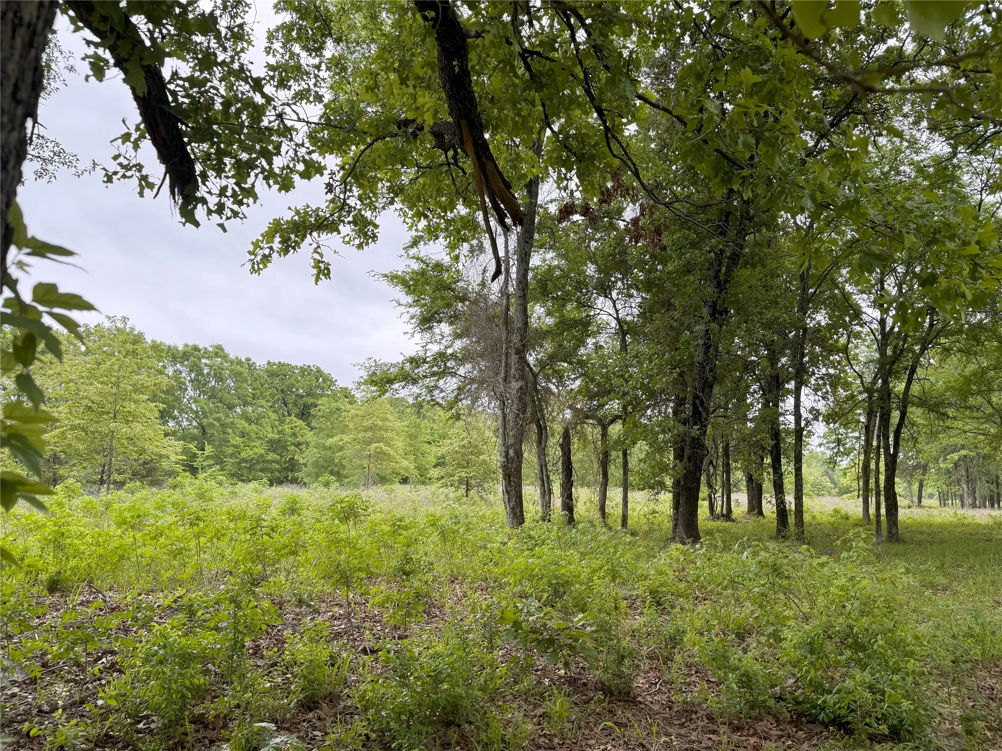 Unimproved Land For Sale in Rains County , LOT 25 Rains County Road 2610, Alba, Texas 75410, 0, 0, Garage spaces, 0 Sqft, built in 0, Price $135,000, mls#21284082, Real Estate Agent in Alba, Homes For Sale in Rains county, Homes For Sale in Alba, Realtor in Alba Texas, Real Estate Brokerage Independent Realty Texas, Luminita Cordes Realtor