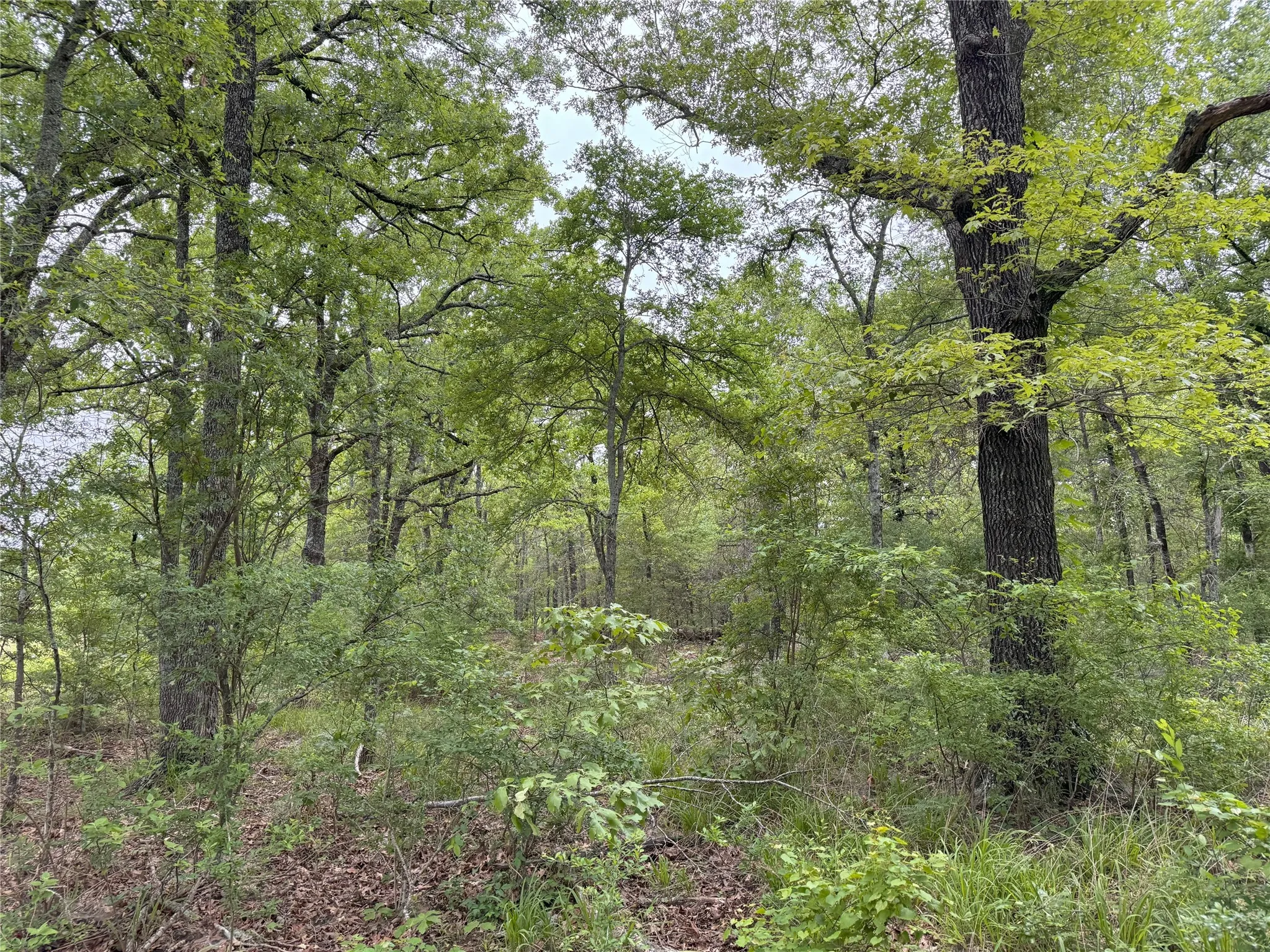 Unimproved Land For Sale in Rains County , LOT 25 Rains County Road 2610, Alba, Texas 75410, 0, 0, Garage spaces, 0 Sqft, built in 0, Price $135,000, mls#21284082, Real Estate Agent in Alba, Homes For Sale in Rains county, Homes For Sale in Alba, Realtor in Alba Texas, Real Estate Brokerage Independent Realty Texas, Luminita Cordes Realtor