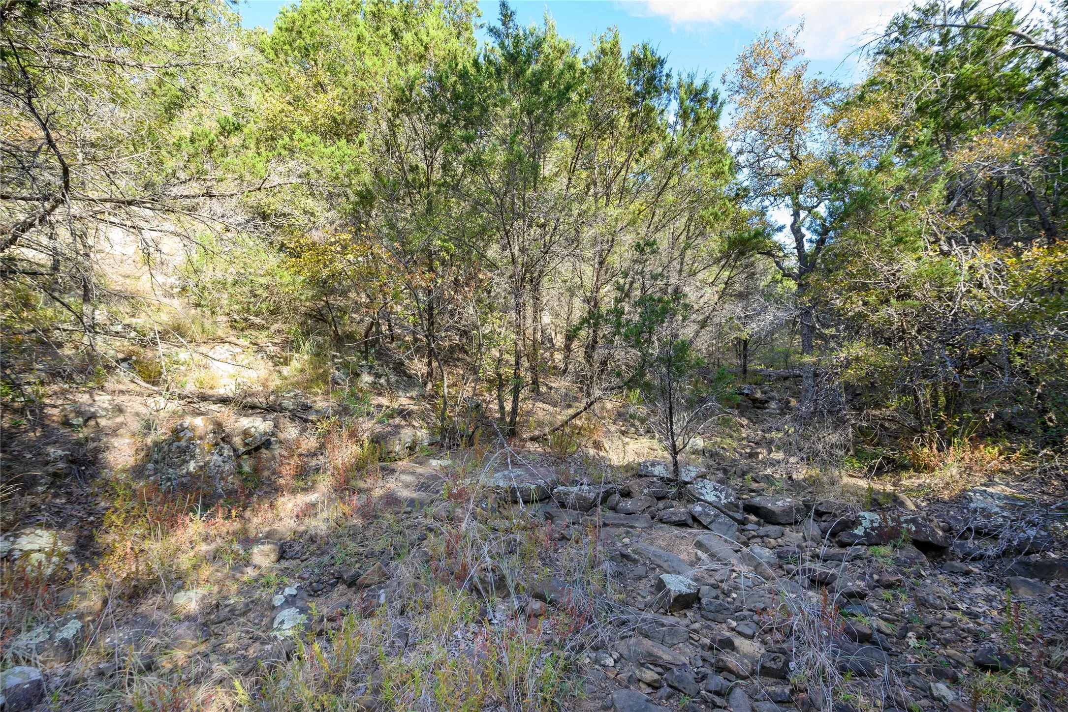 View of local wilderness