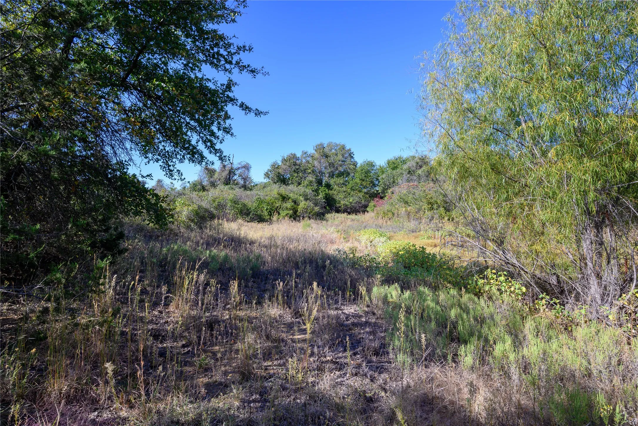View of nature