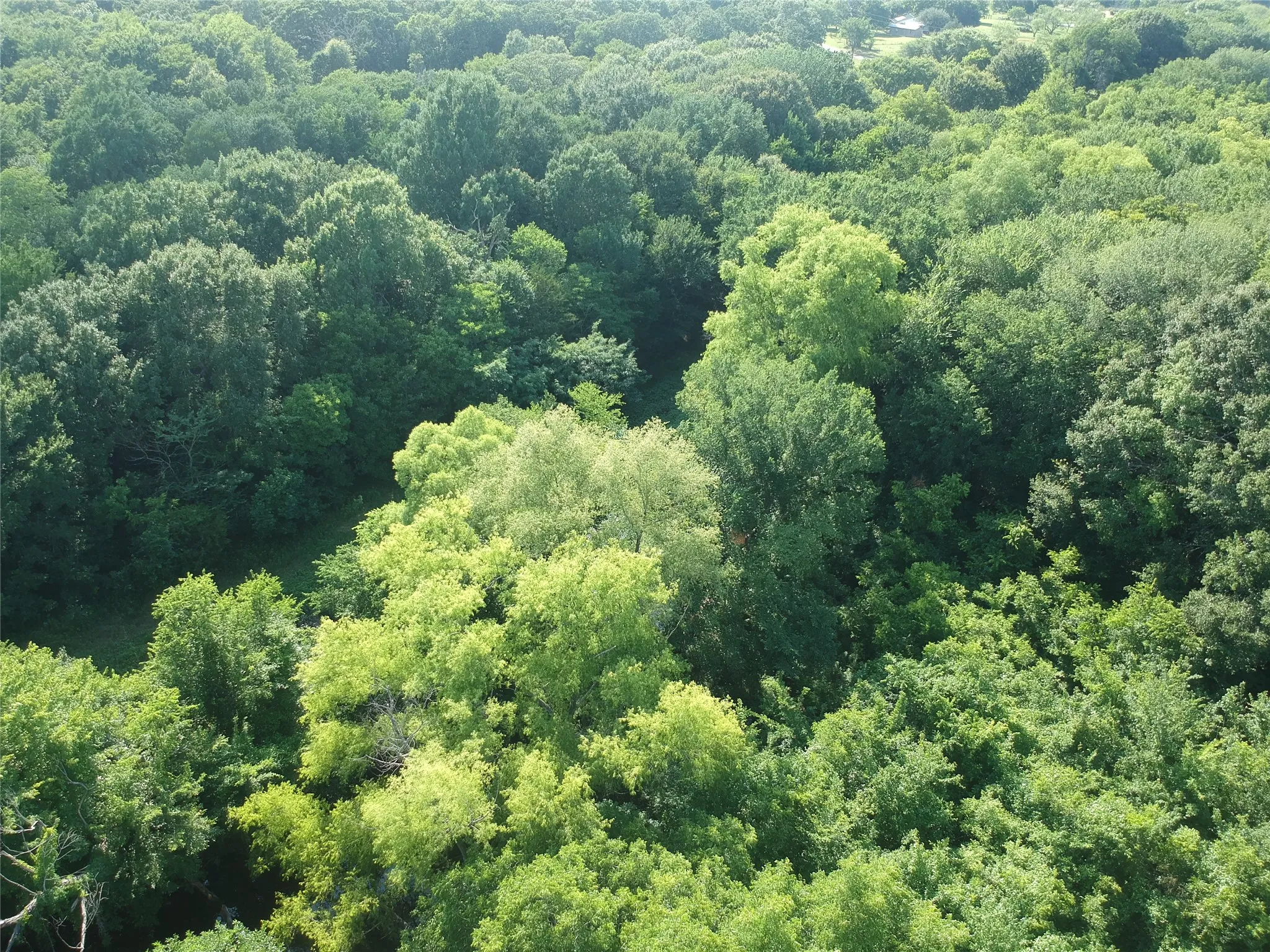 Expansive tree canopy featuring varied shades of green foliage