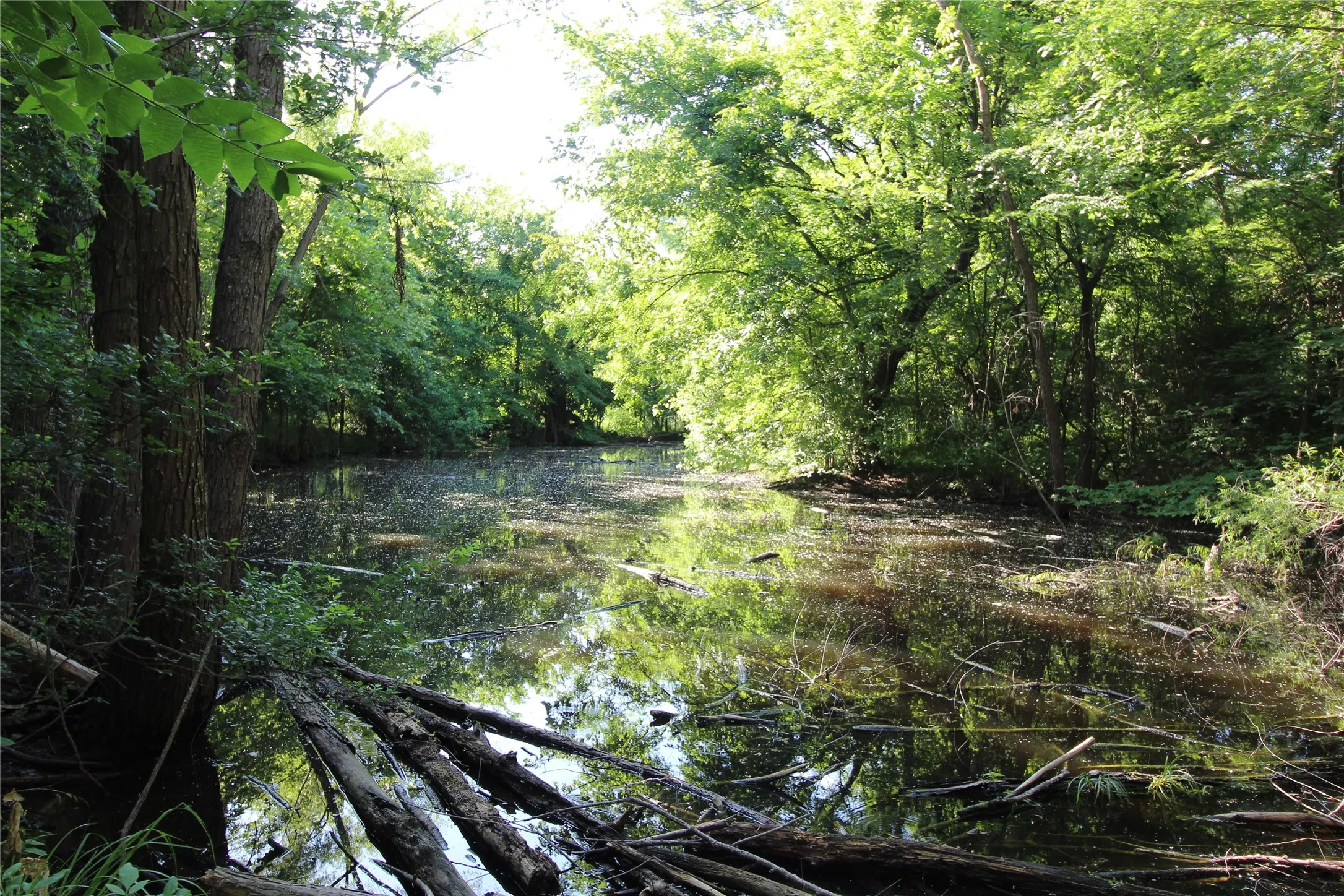 Natural water feature surrounded by dense, mature trees