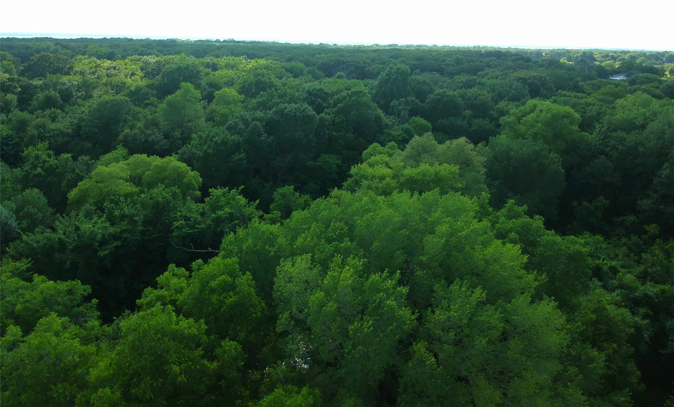 Expansive tree canopy with dense foliage