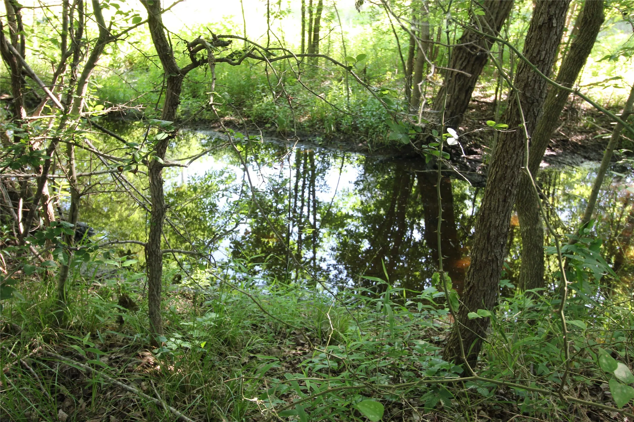 Natural water feature surrounded by established trees and abundant foliage
