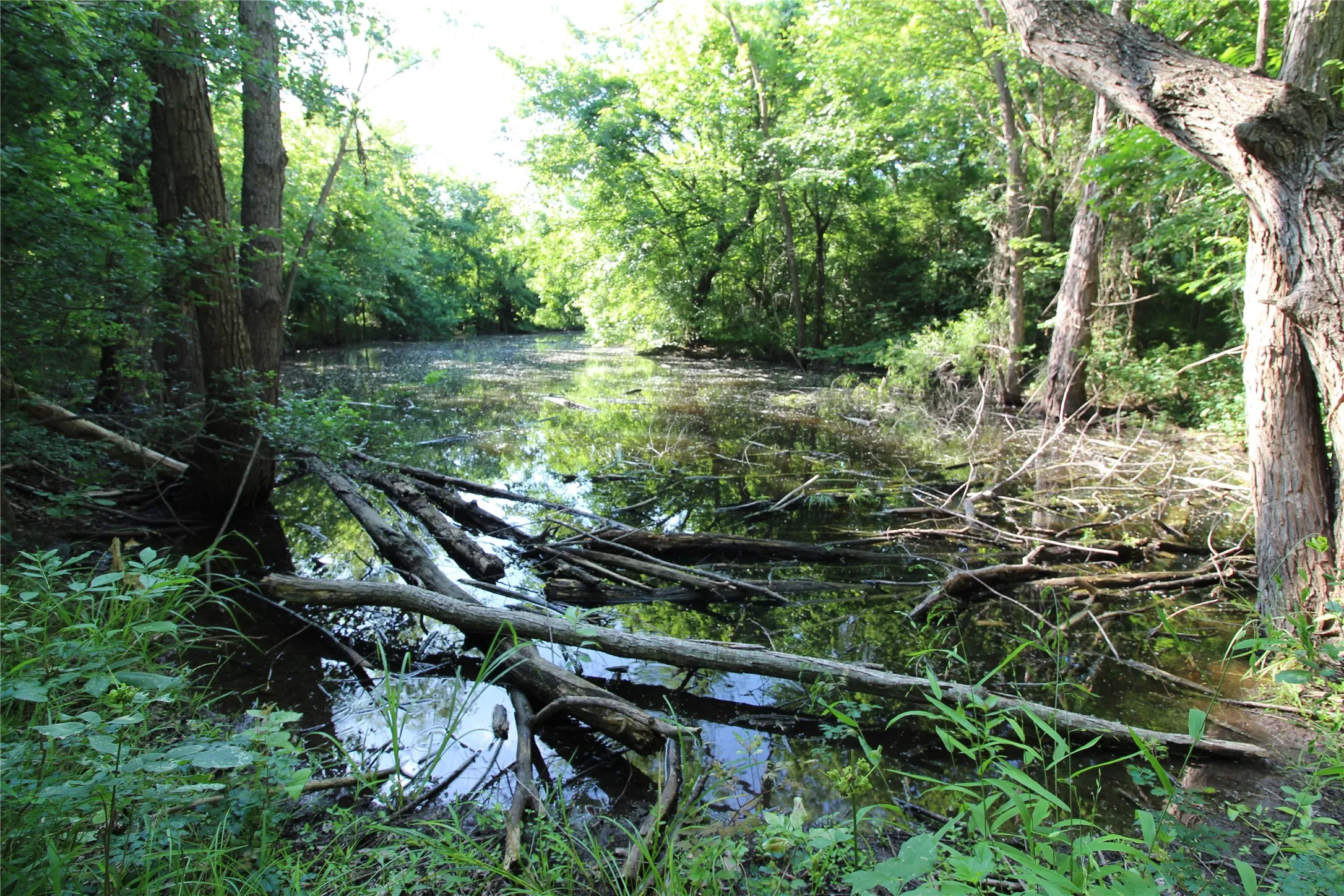 Natural water feature surrounded by dense, mature trees and varied foliage