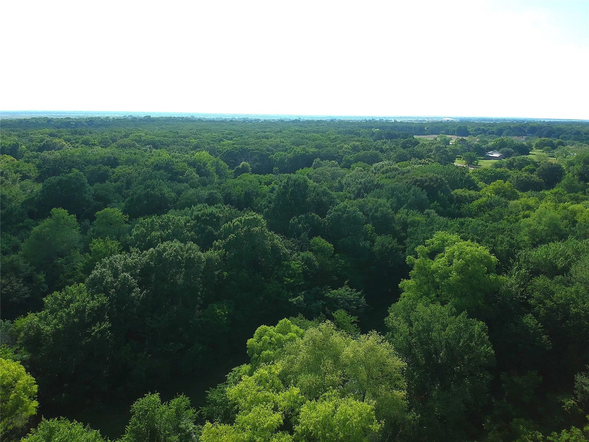 Expansive treed landscape featuring a diverse canopy of deciduous trees
