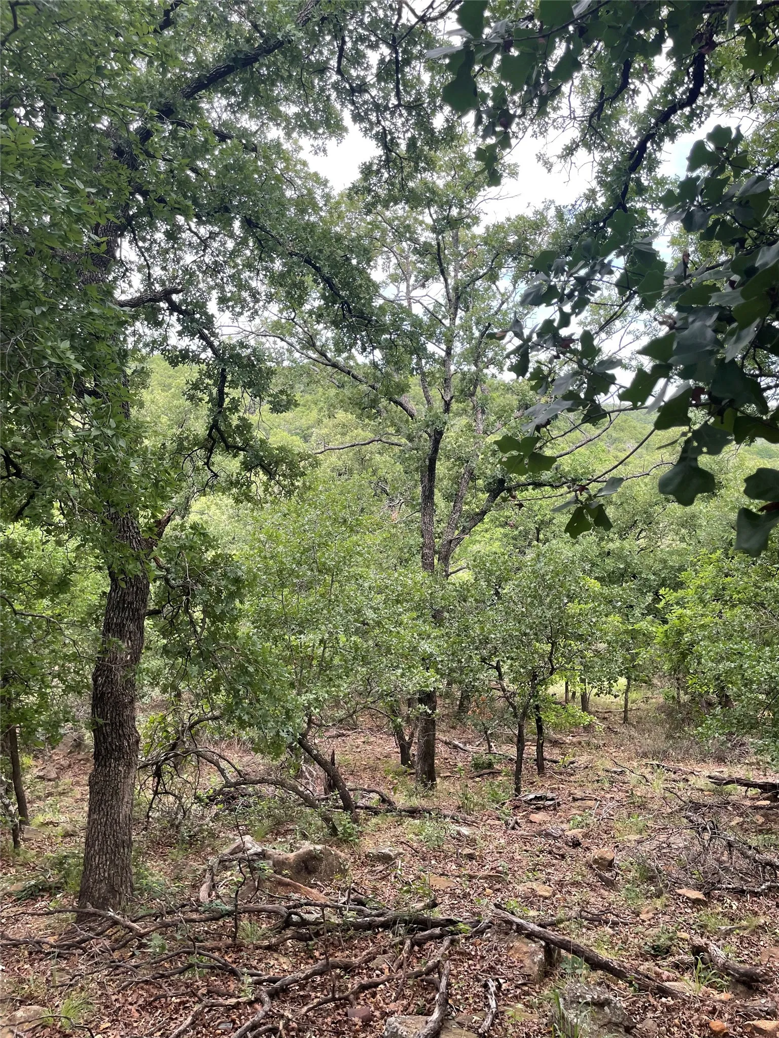 Unimproved Land For Sale in Jack County , 31.09 ac Hoefle Road, Jacksboro, Texas 76458, 0, 0, Garage spaces, 0 Sqft, built in 0, Price $450,805, mls#21275073, Real Estate Agent in Jacksboro, Homes For Sale in Jack county, Homes For Sale in Jacksboro, Realtor in Jacksboro Texas, Real Estate Brokerage Independent Realty Texas, Luminita Cordes Realtor