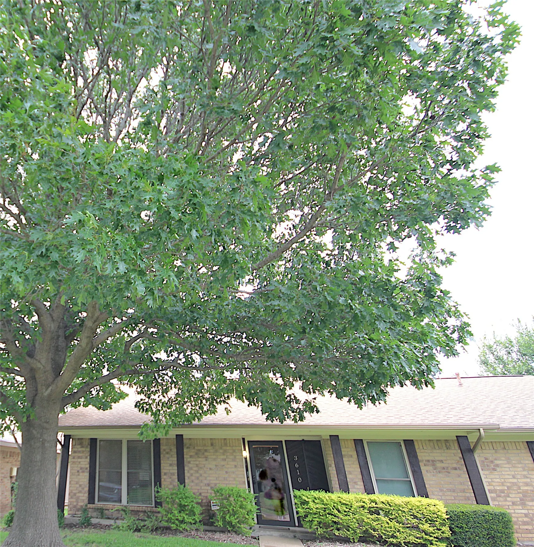 Beautiful tree at front yard to enjoy.