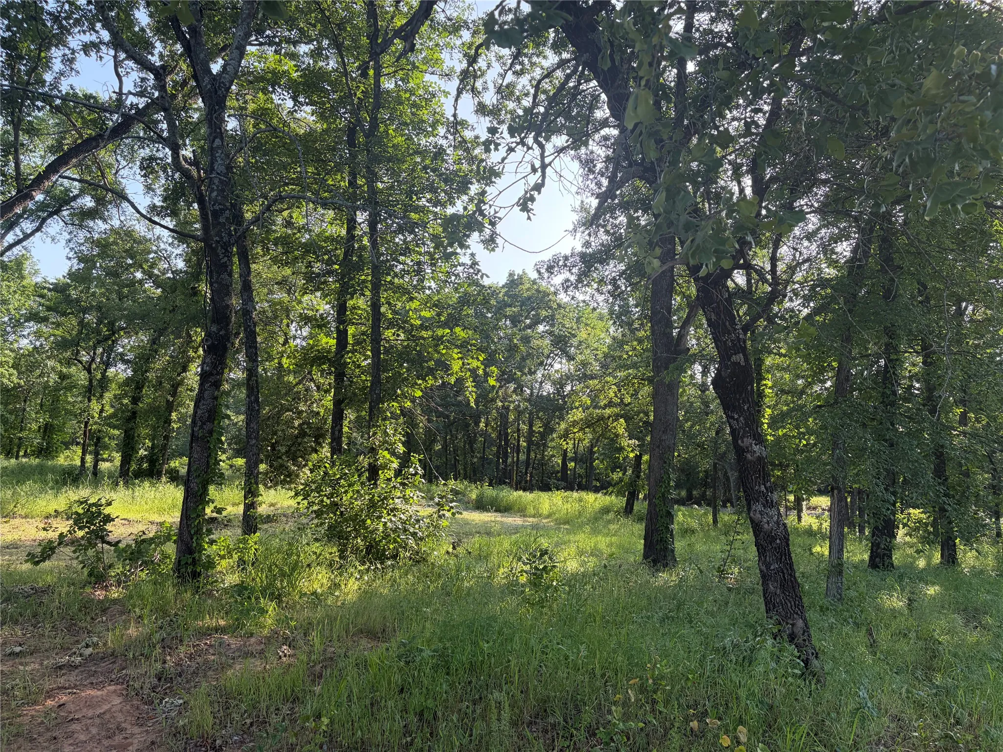 Wooded property featuring mature trees and verdant undergrowth