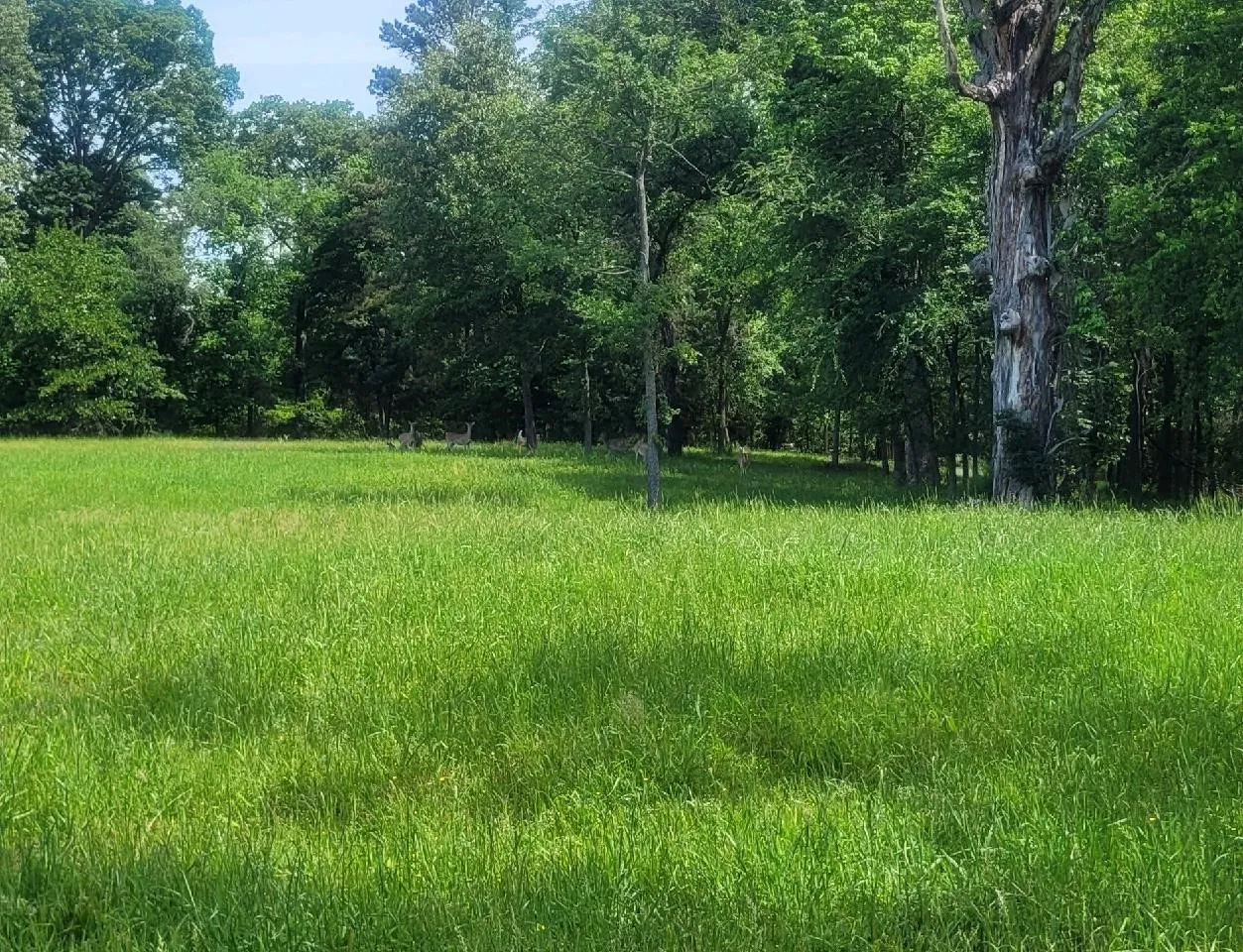 Unimproved Land For Sale in Titus County , Lot 75 Pr 2712, Mt Pleasant, Texas 75455, 0, 0, Garage spaces, 0 Sqft, built in 0, mls#21284286, Real Estate Agent in Mt Pleasant, Homes For Sale in Titus county, Homes For Sale in Mt Pleasant, Realtor in Mt Pleasant Texas, Real Estate Brokerage Independent Realty Texas, Luminita Cordes Realtor