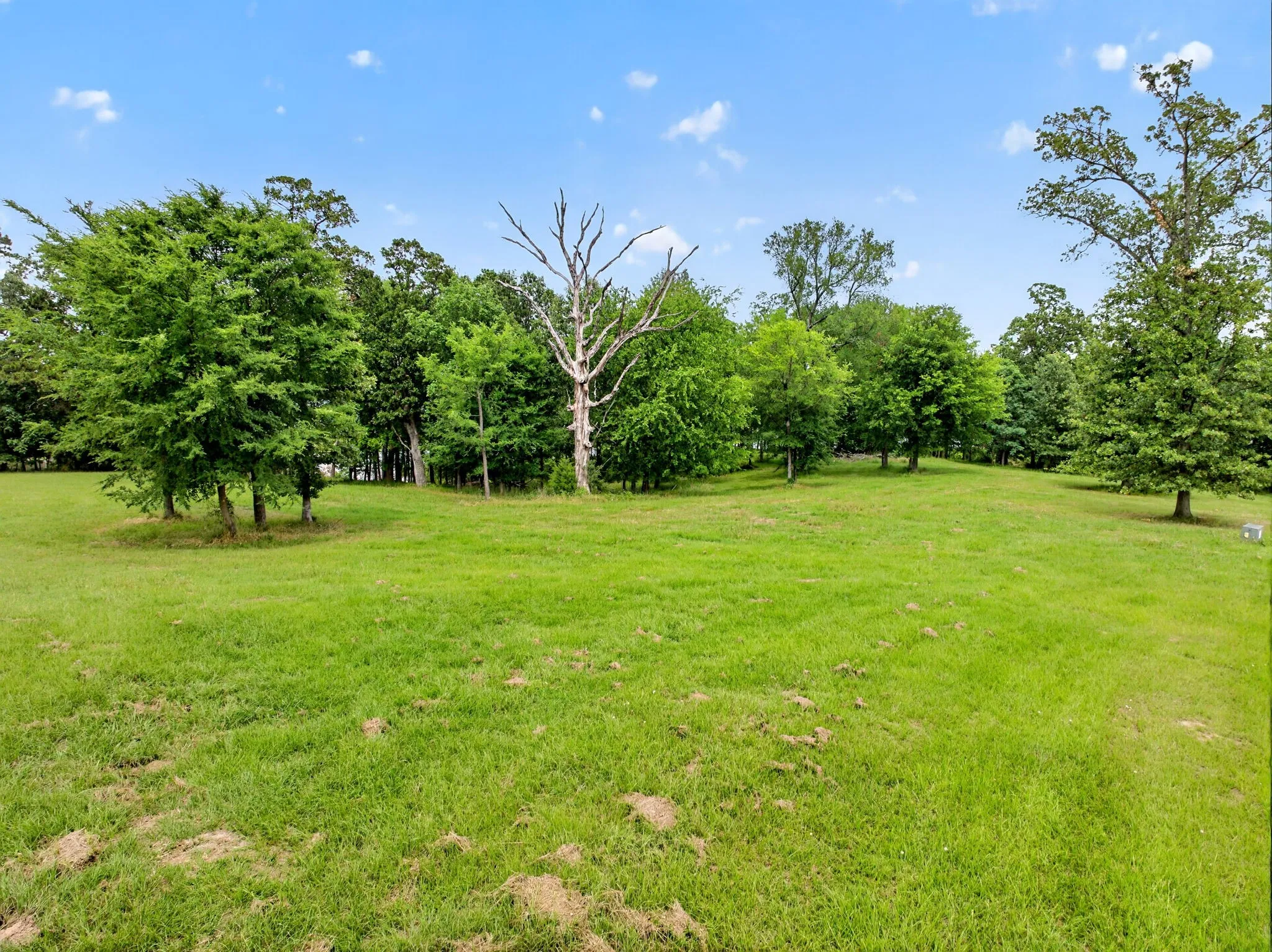 Expansive green lawn surrounded by mature trees, featuring a distinct bare tree and verdant foliage